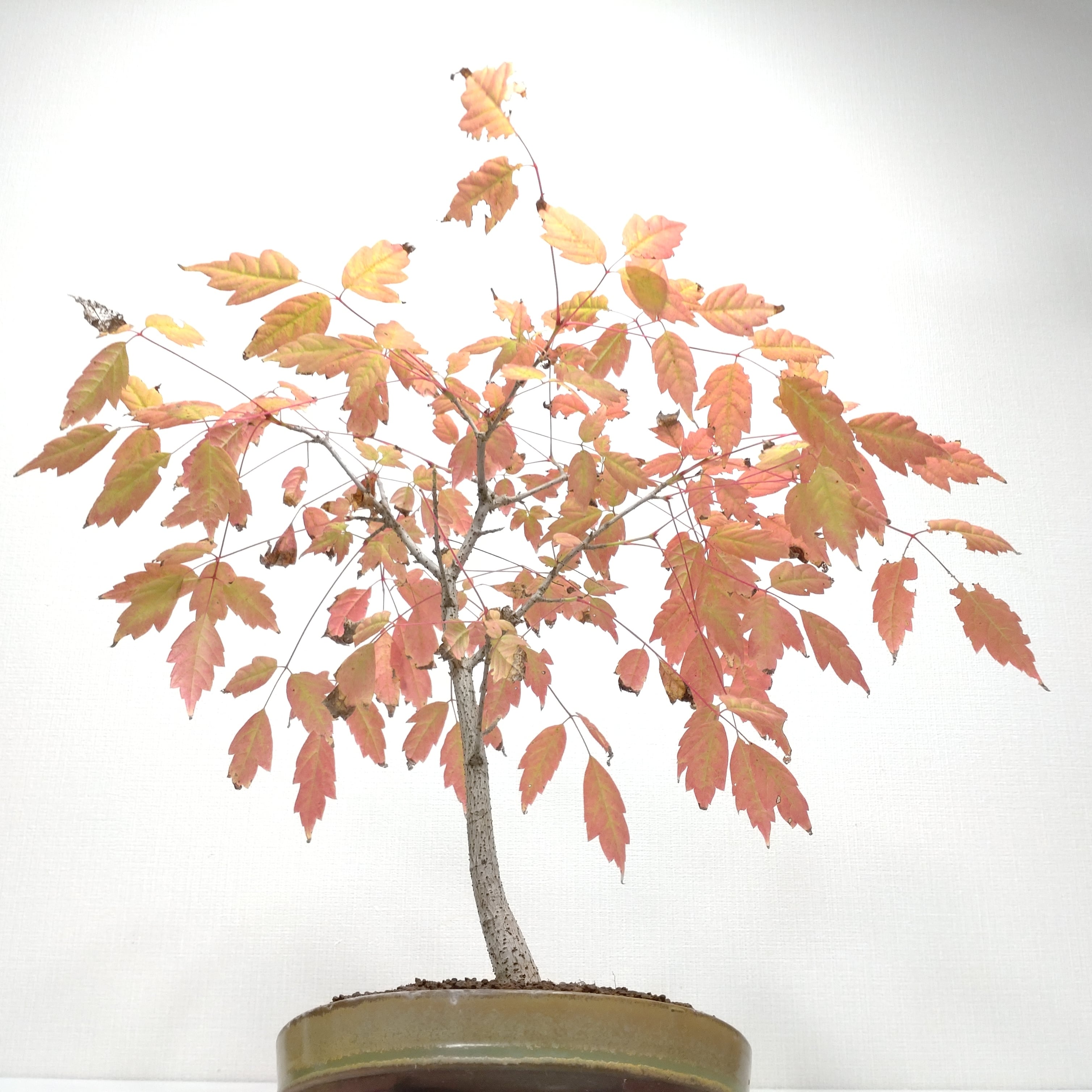 三手楓(ミツデカエデ)盆栽 SS002 三手楓(ミツデカエデ)盆栽 SS002