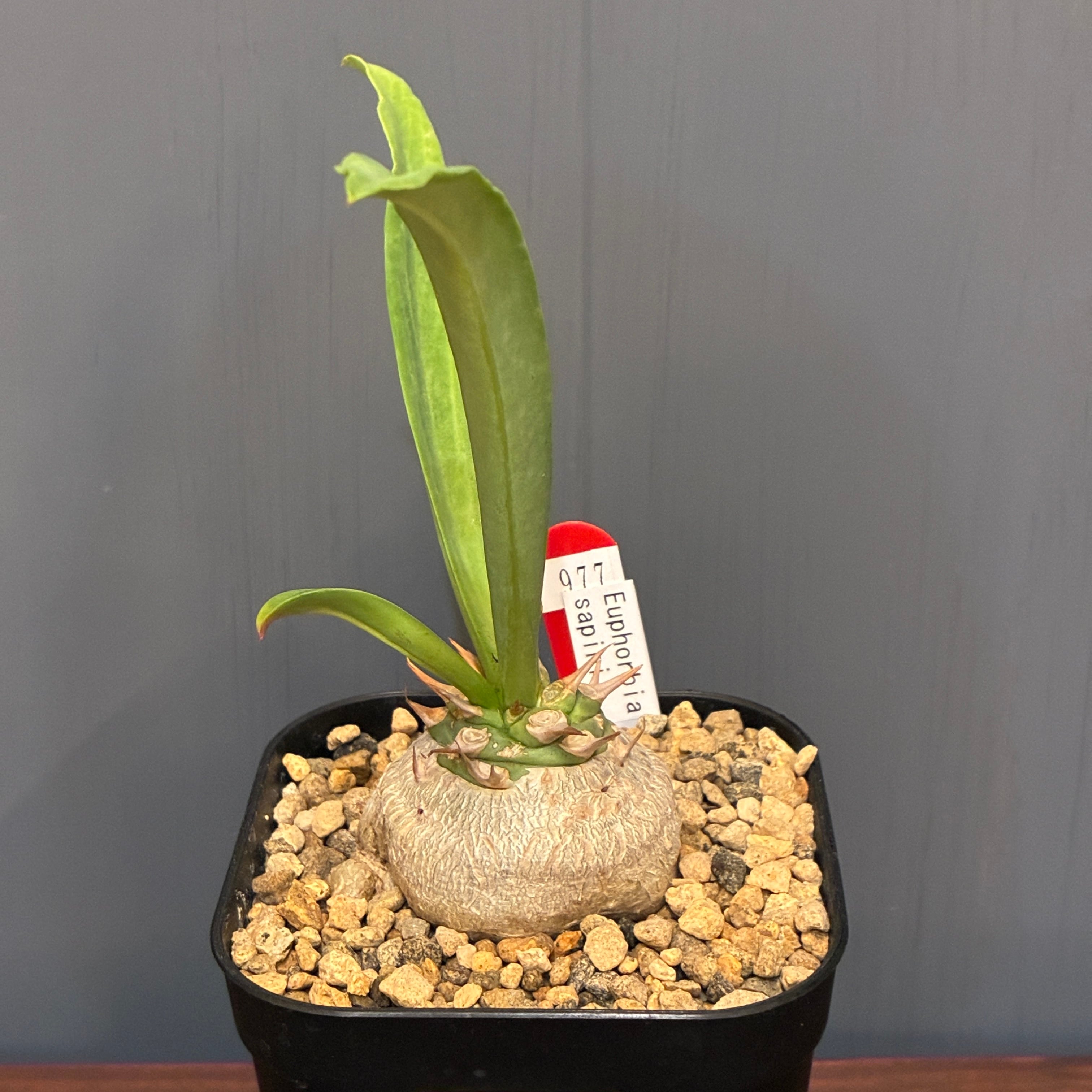 抽選販売】【限定価格】ユーフォルビア サピニー（限定1） | PROTOLEAF