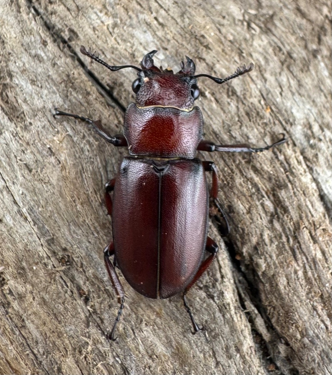 【WD】希少《カツラホソアカクワガタ 雲南省産 17mm ♀単》