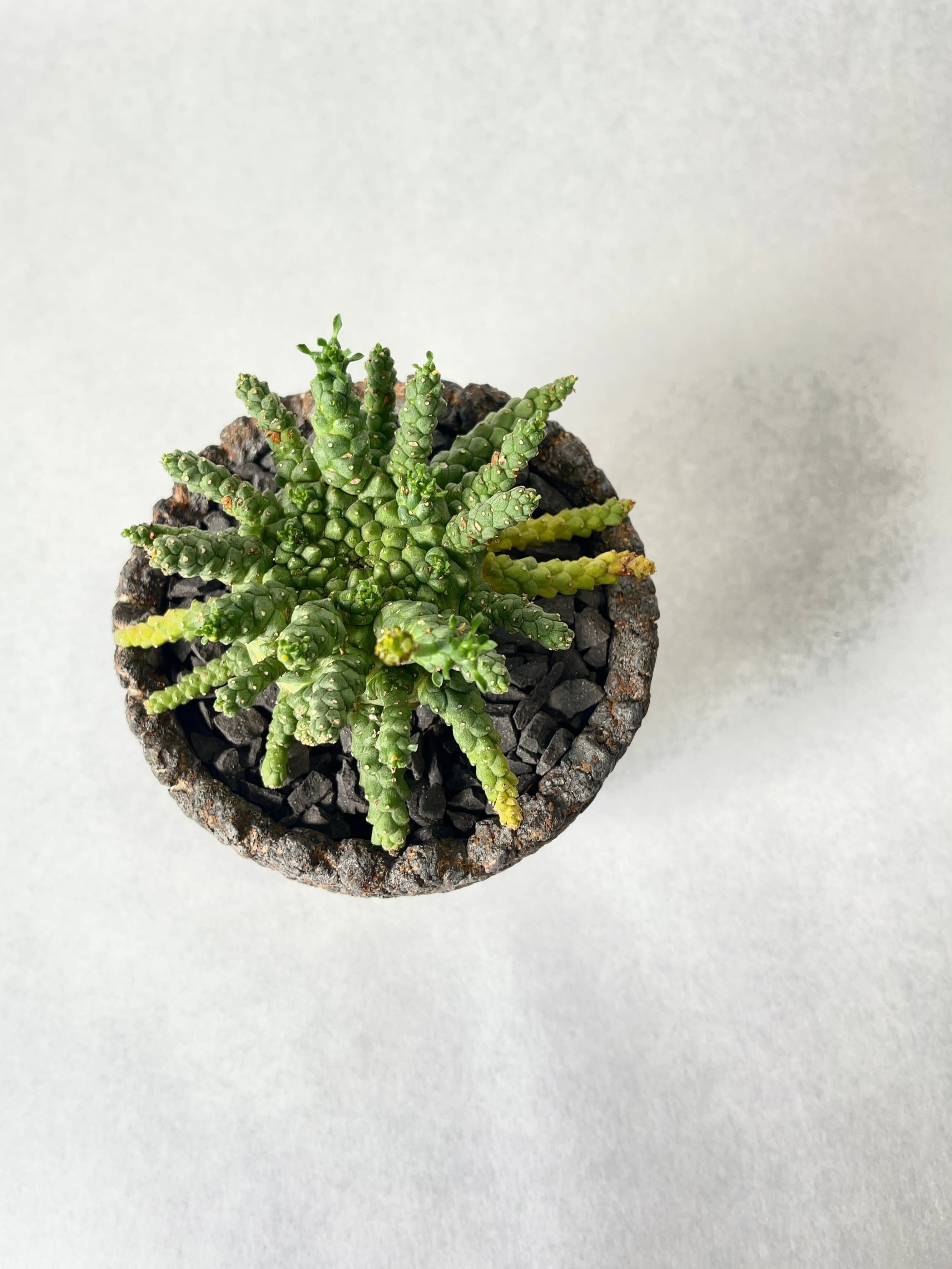 ユーフォルビア・ゴルゴニス | trigger