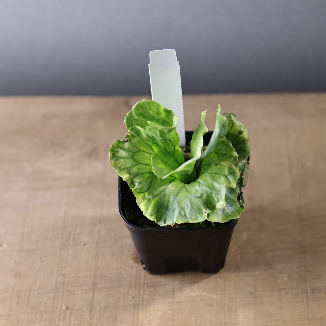 561『ビカクシダ ワンダエ ドワーフ&カーリング』 観葉植物【送料無料