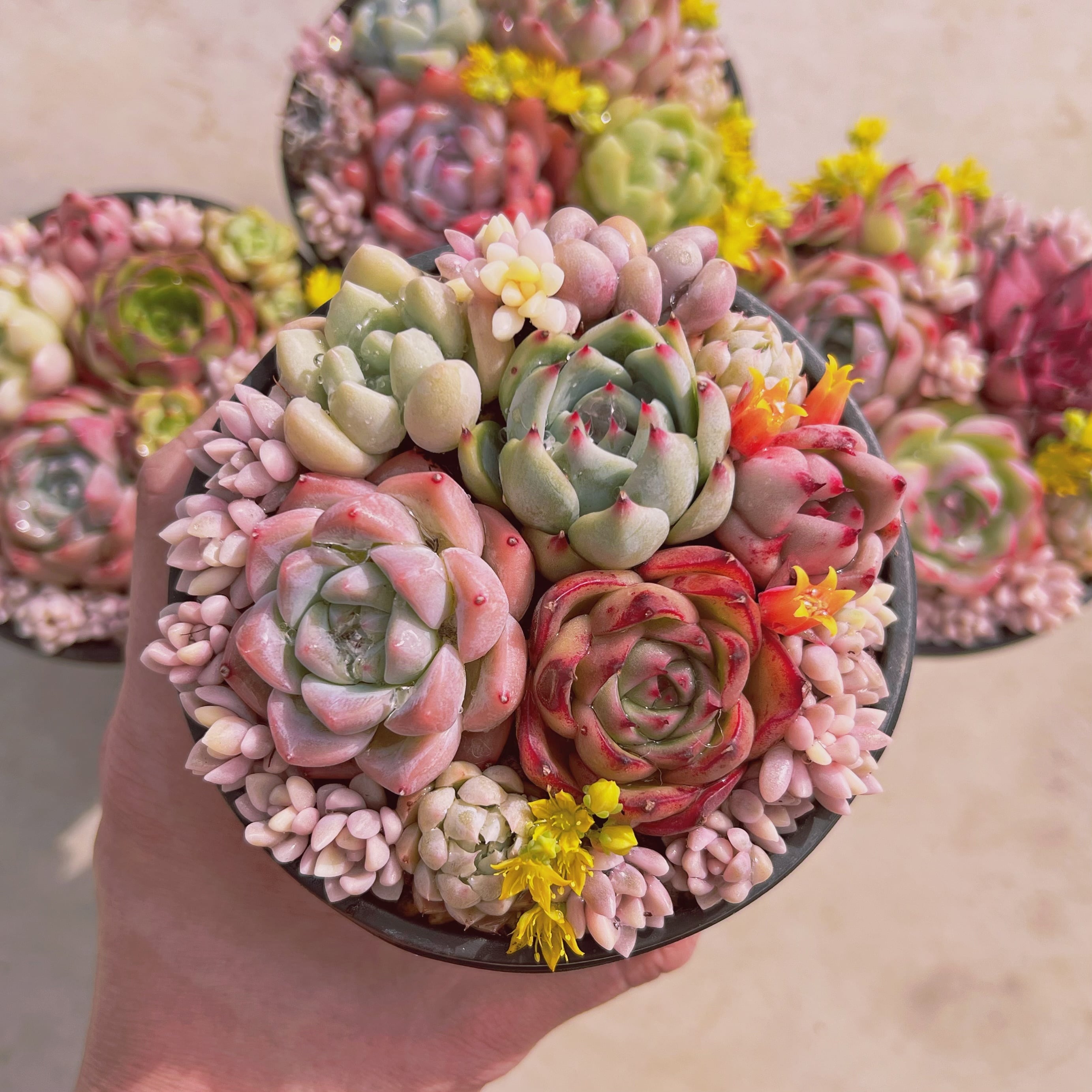 セットE(るる農園base販売会)