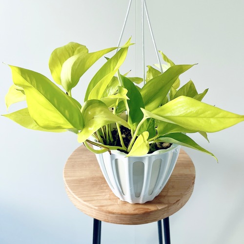 ポトス テルノワカクサ ジュエリーのような輝き 観葉植物 calm cafe