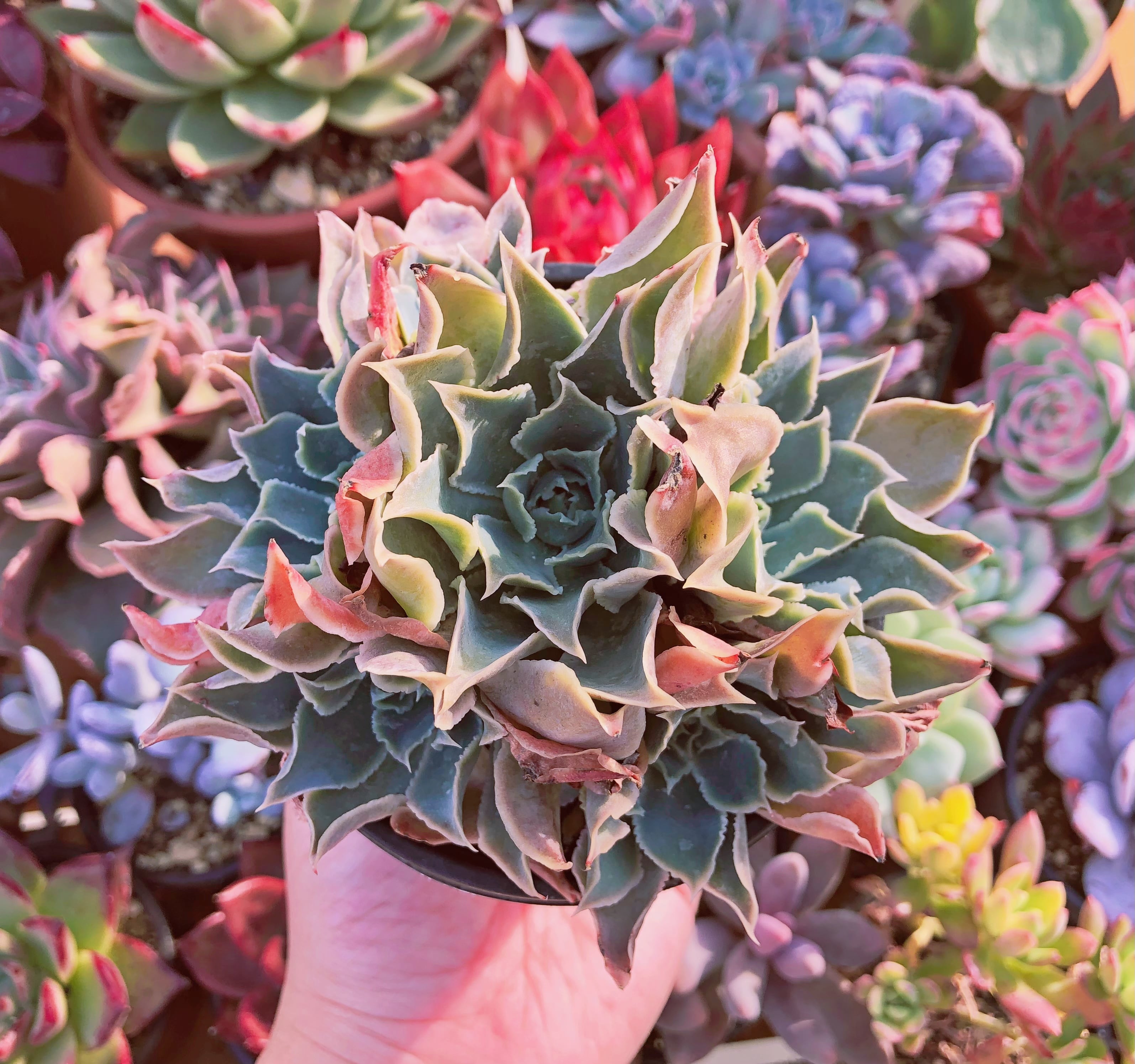 多肉植物　シムランス 　4～7頭　大群生　