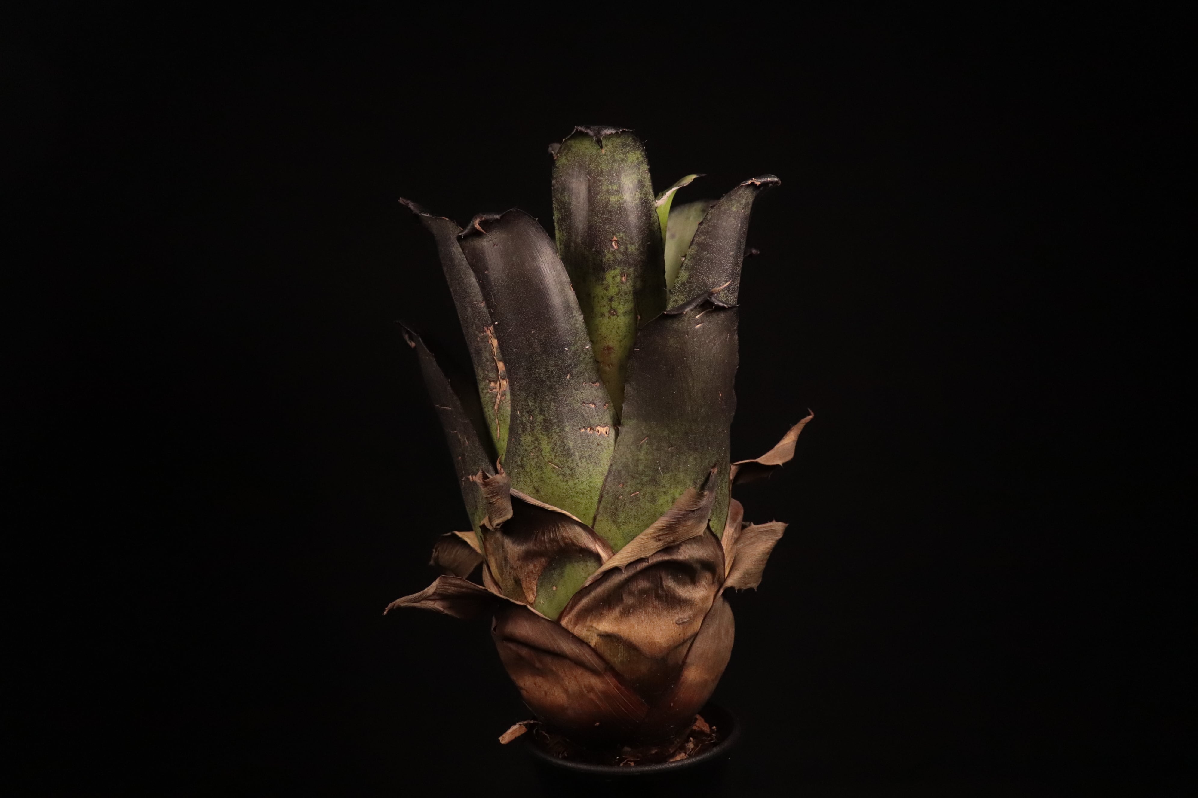 送料無料】Hohenbergia leopoldo-horstii (Black form