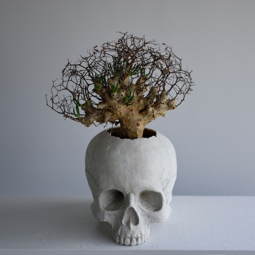 plants born (human) チレコドン・レティキュラーツス