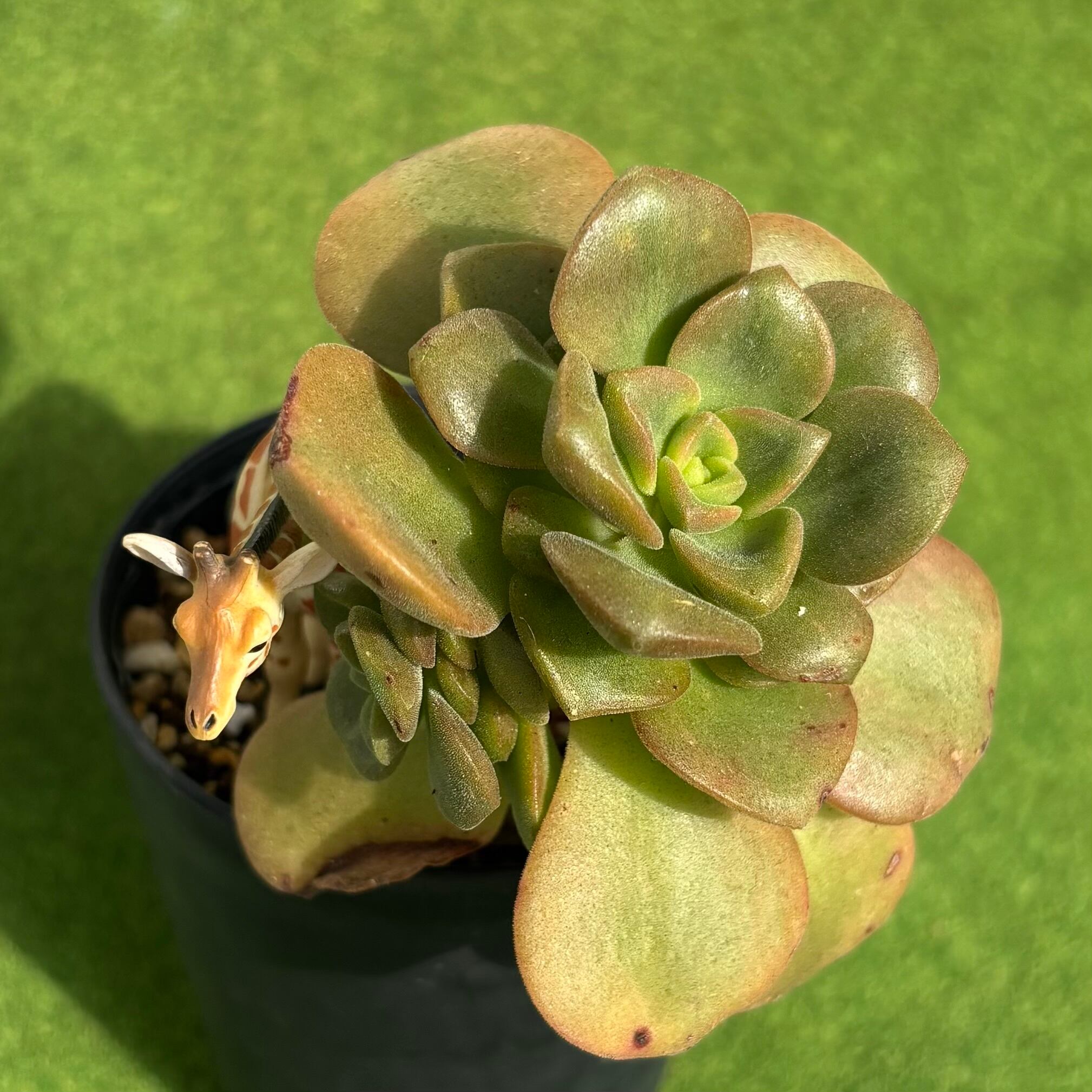 ゴーラム錦 | 多肉植物 豆彦商店