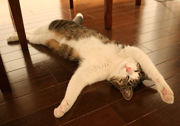 猫 ポストカード The Cat who....ハッピースイミング 10x14.8センチ(cm)官製はがきサイズ 猫写真 はがき ねこ葉書 ネコハガキ Postcard アイとちび ジェリー