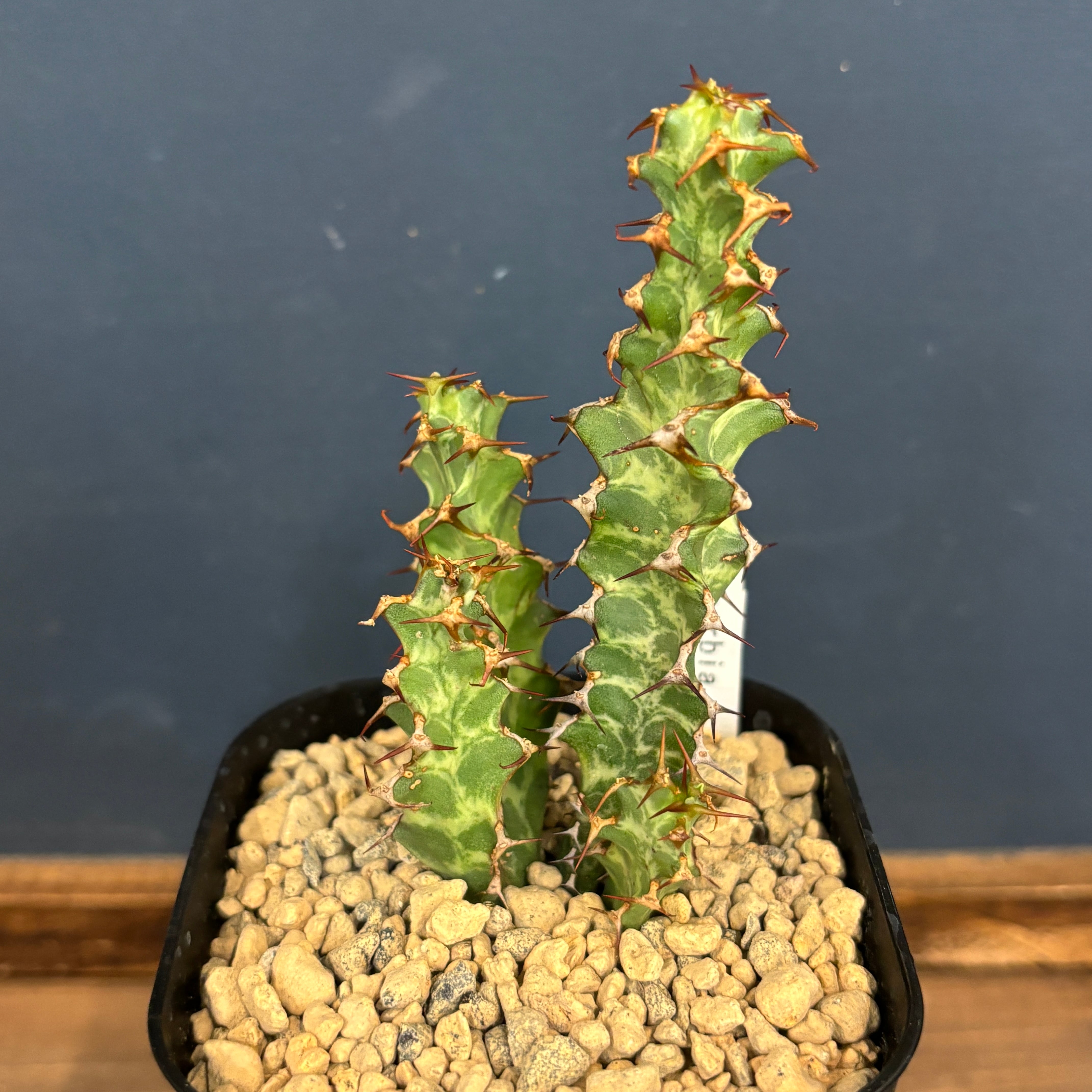 ユーフォルビア トルチラマ【1079】