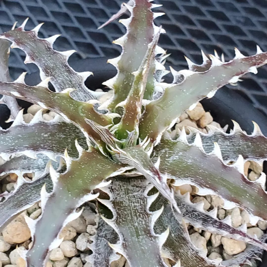 F00432_Dyckia 'Evil Wing'：ディッキア・イーブルウイング（子株