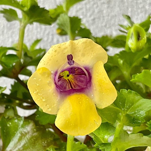 トレニア ムーン イエロー 橋本種苗園