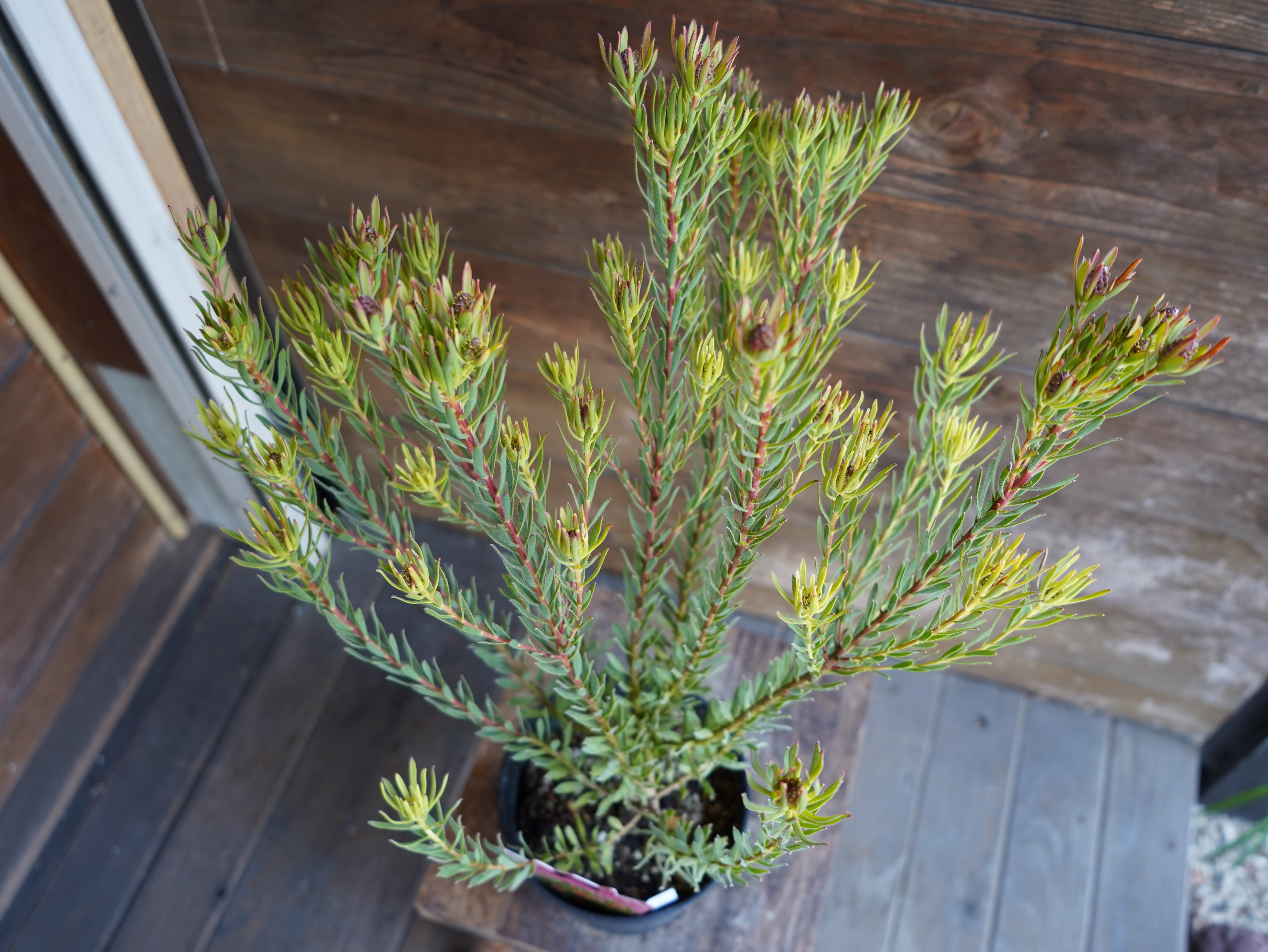 【現物】リューカデンドロン　”Strawberry Fair”　A