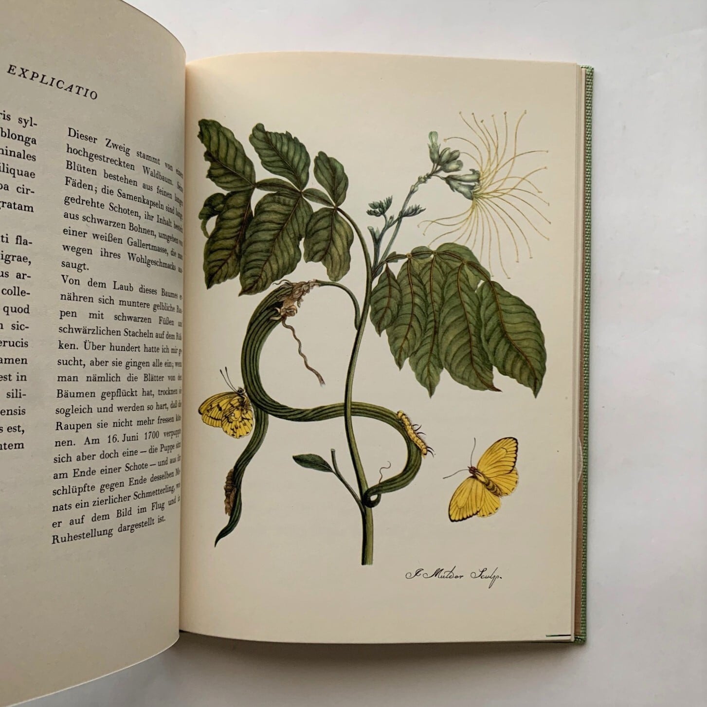 マリア・ジビーラ・メーリアン博物画譜 Maria Sibylla Merian