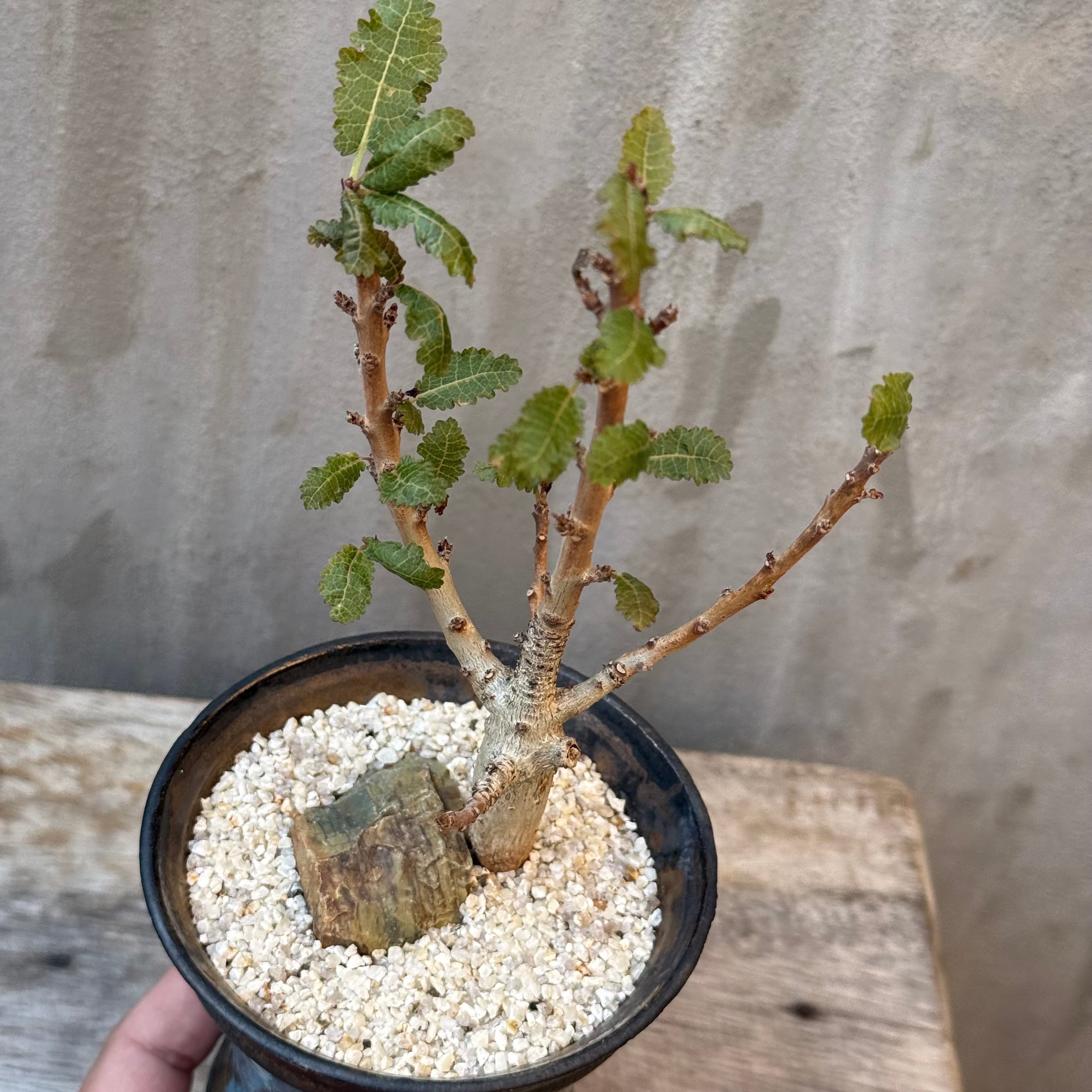 植物×鉢】ボスウェリア ナナ 実生株 × 陶器鉢 | A-PLANTS