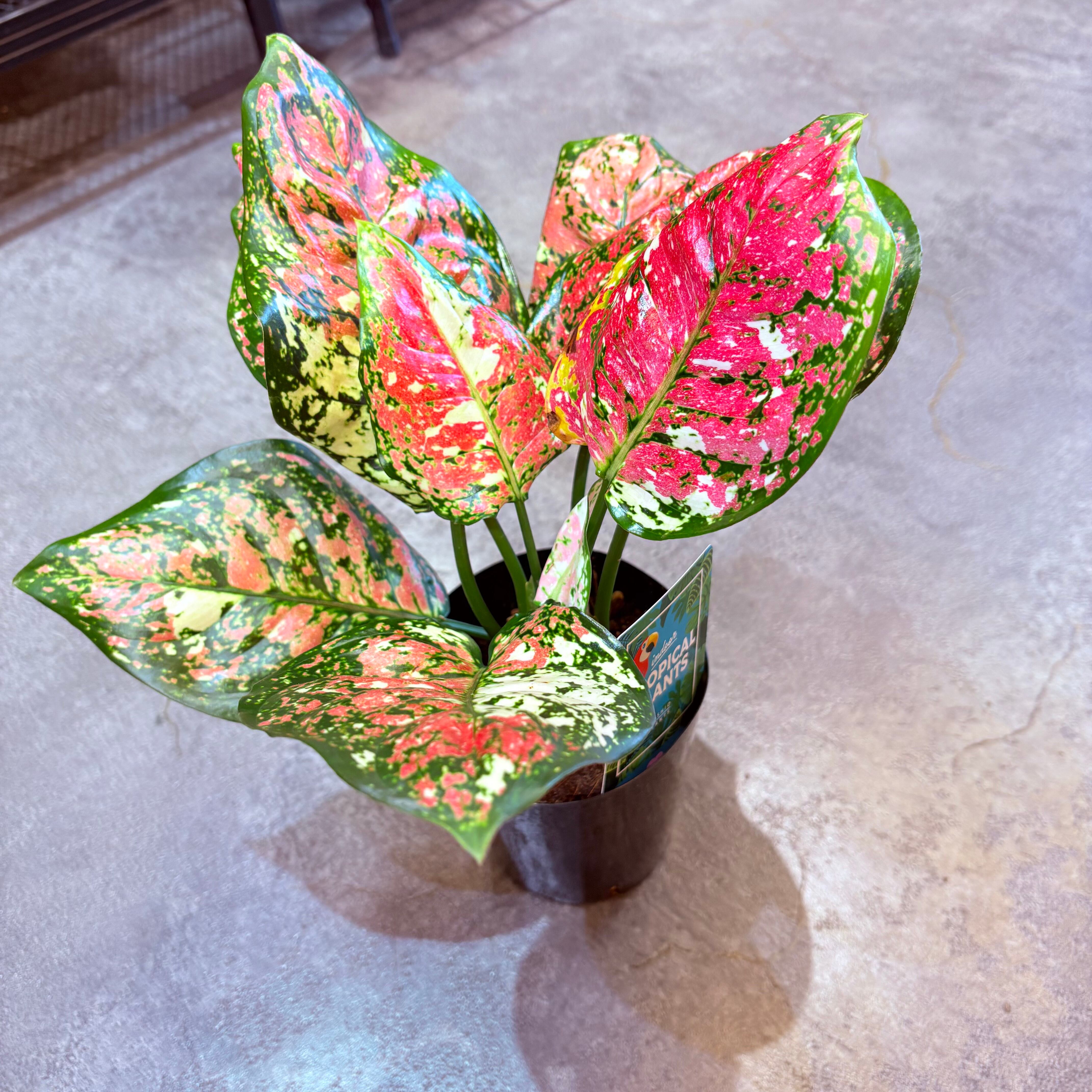 アグラオネマ アンヤマニートリカラー 3.5号 C | Green Vibes 宇都宮市