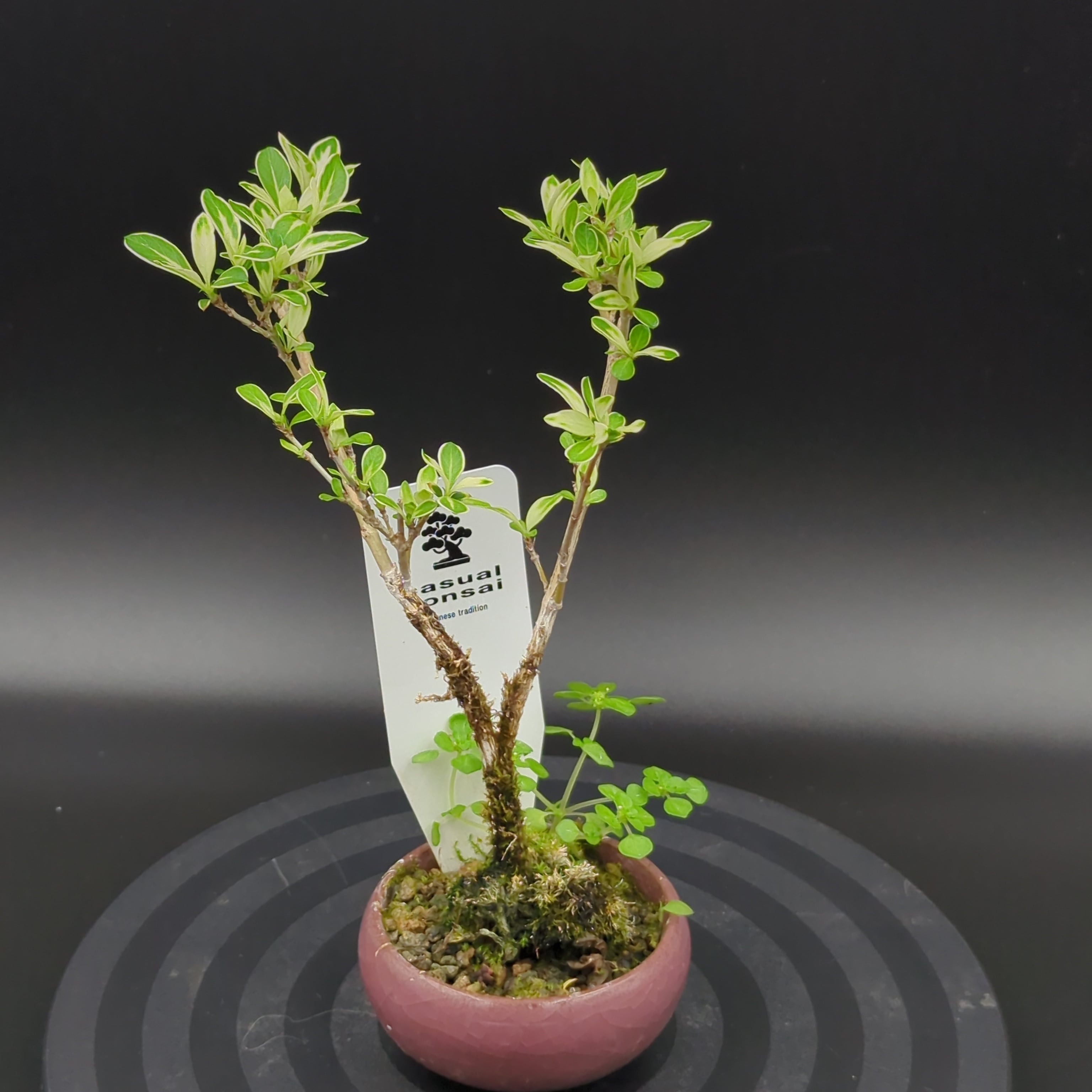 オペルクリカリア パキプス 実生2年 | BRIDGE GARDEN