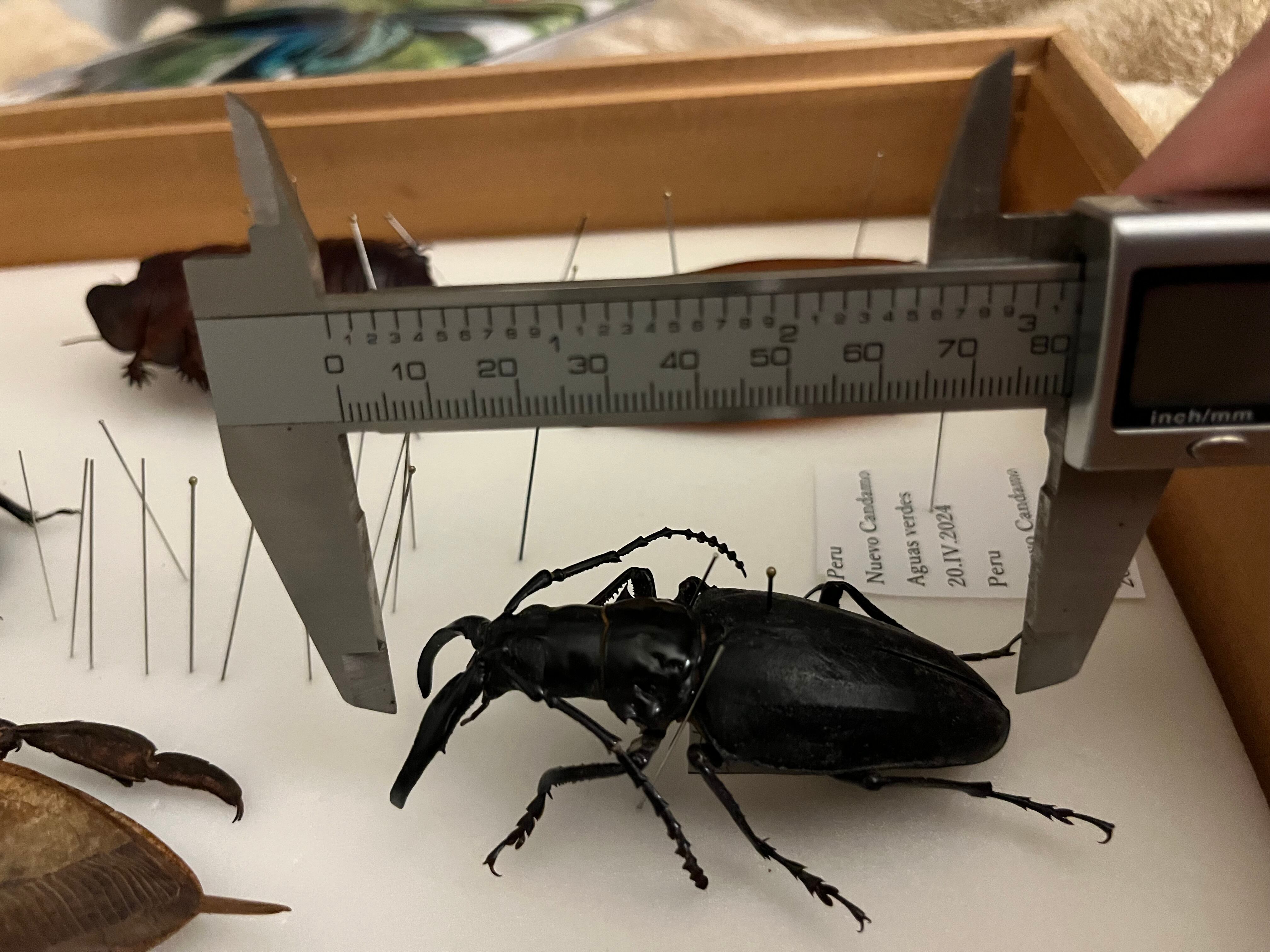 80mm】シャムオオキバノコギリカミキリムシ オサムシタガメ