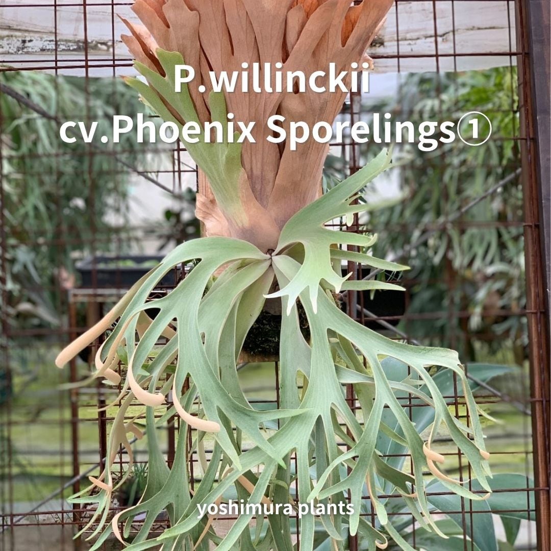 胞子] willinckii ASW 01 ビカクシダ | Pay ID