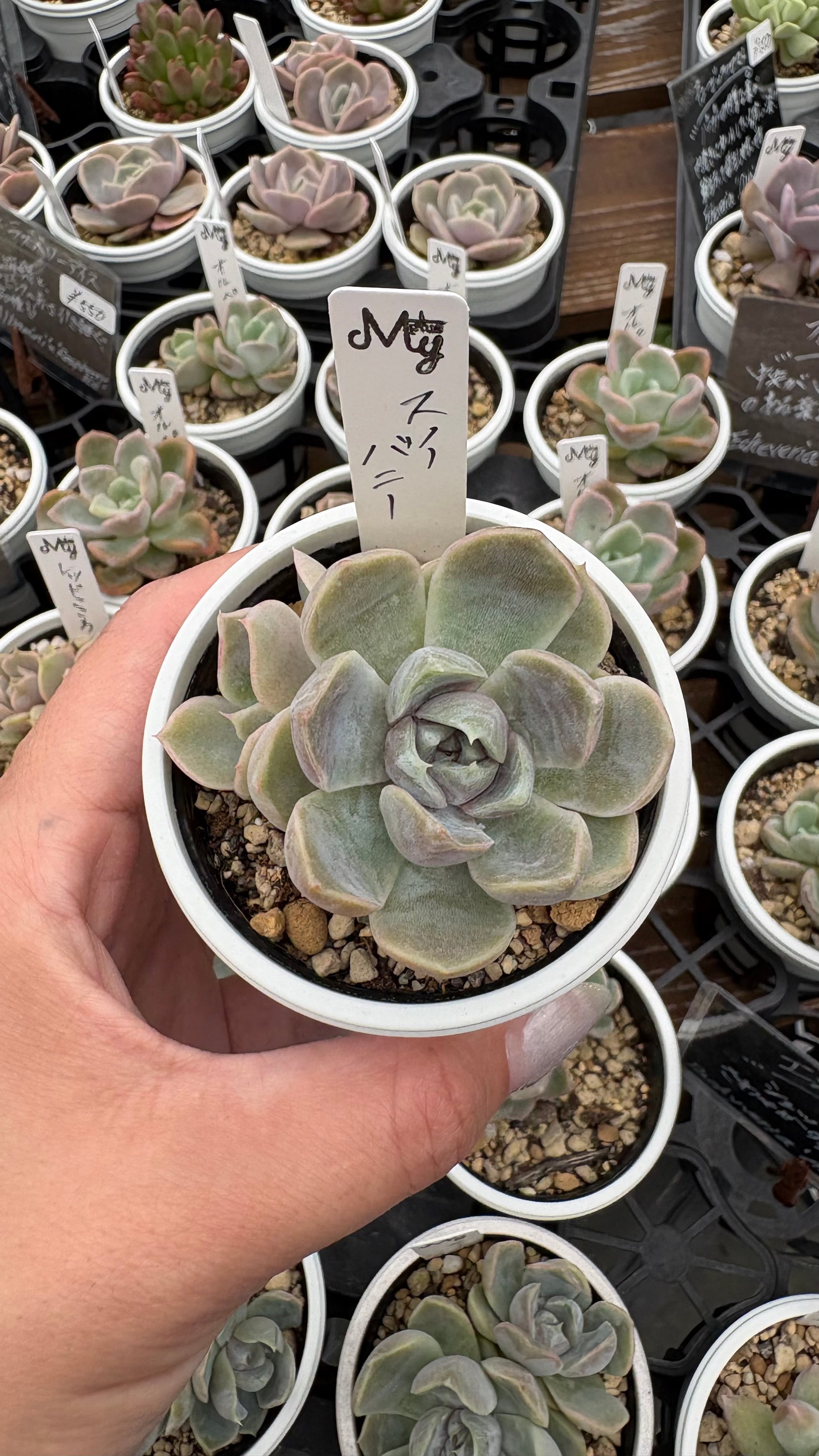 多肉植物 エボニー黒檀 厳選 大苗 韓国苗 美苗 # | PAY ID