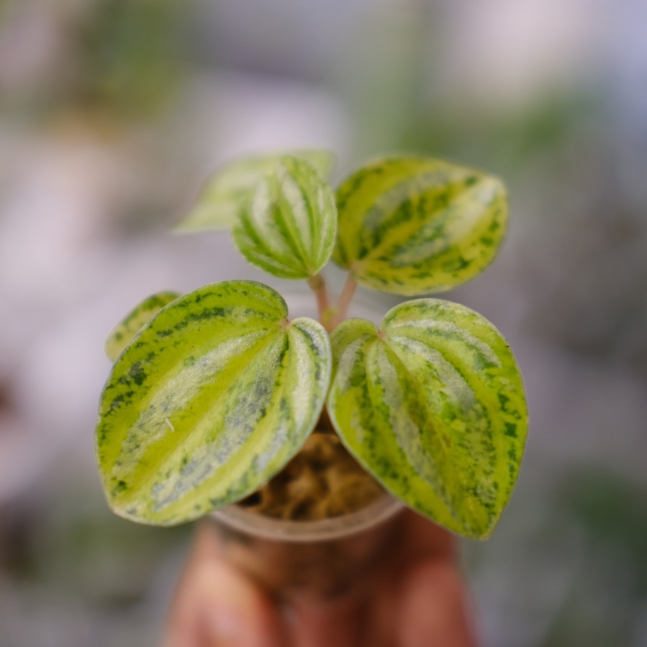 Peperomia argyreia variegated / 極斑入り スイカペペロニア