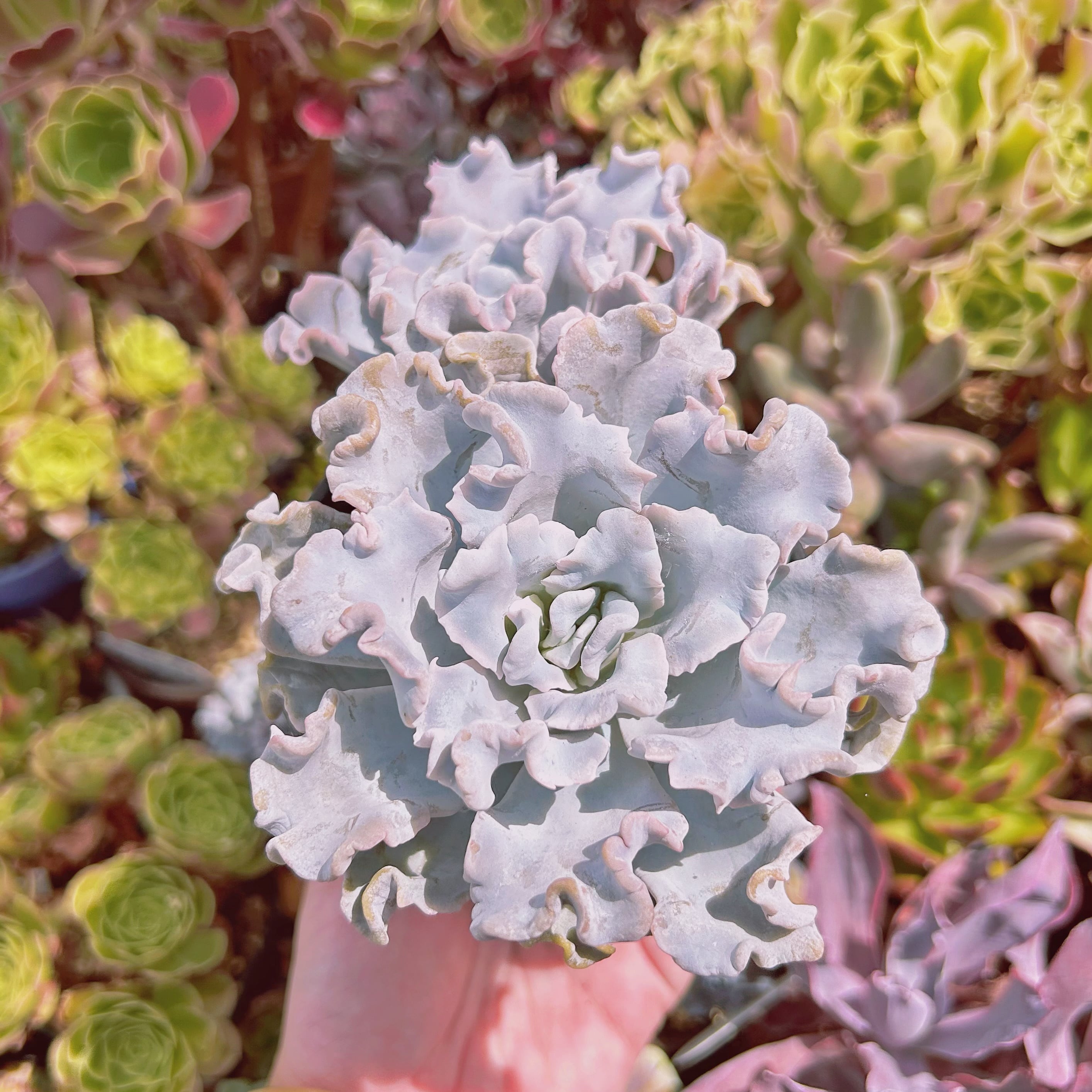 #2209現物　多肉植物　クリスペートビューティー　特大　抜き苗