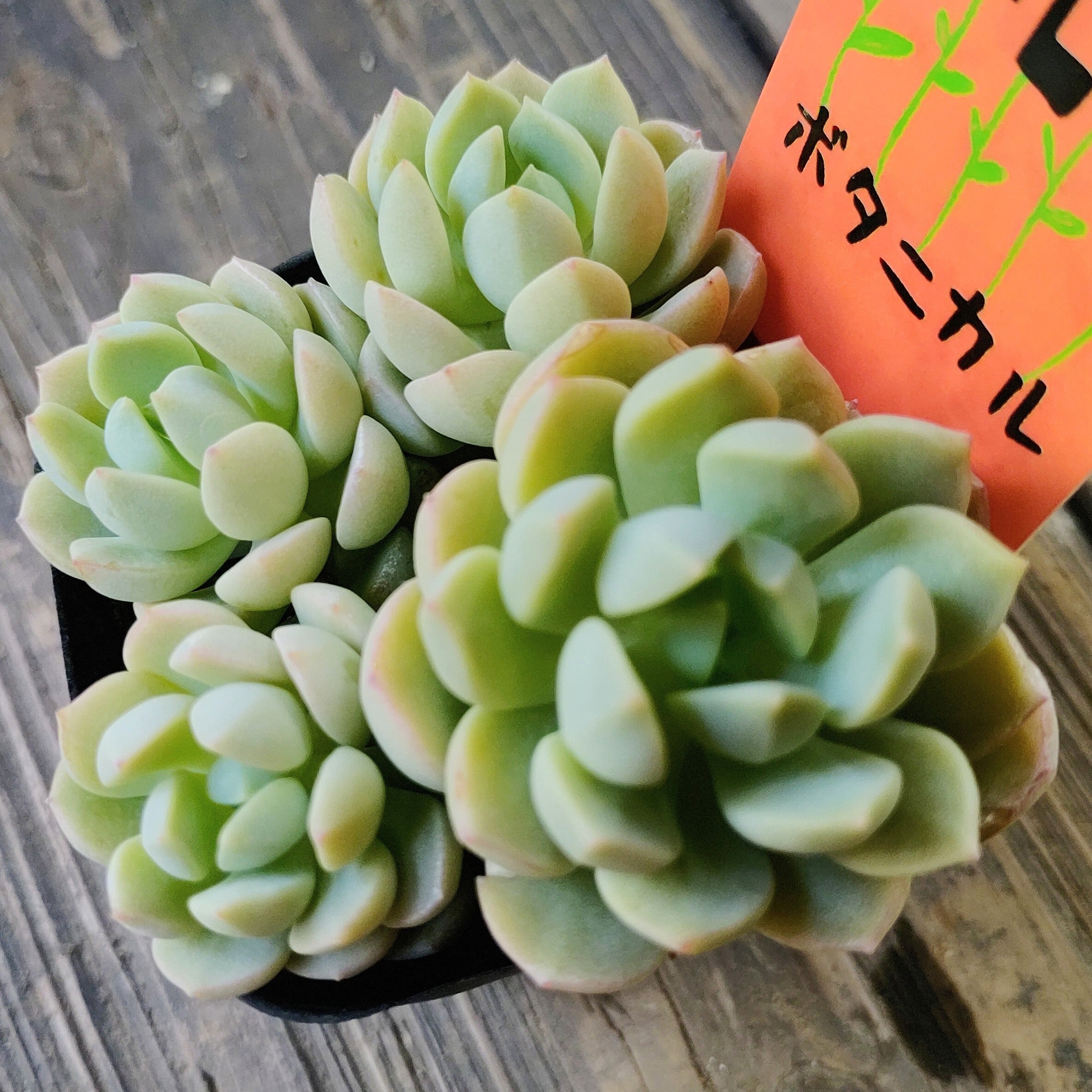 プロリフィカ錦 | RuPo 多肉植物専門店