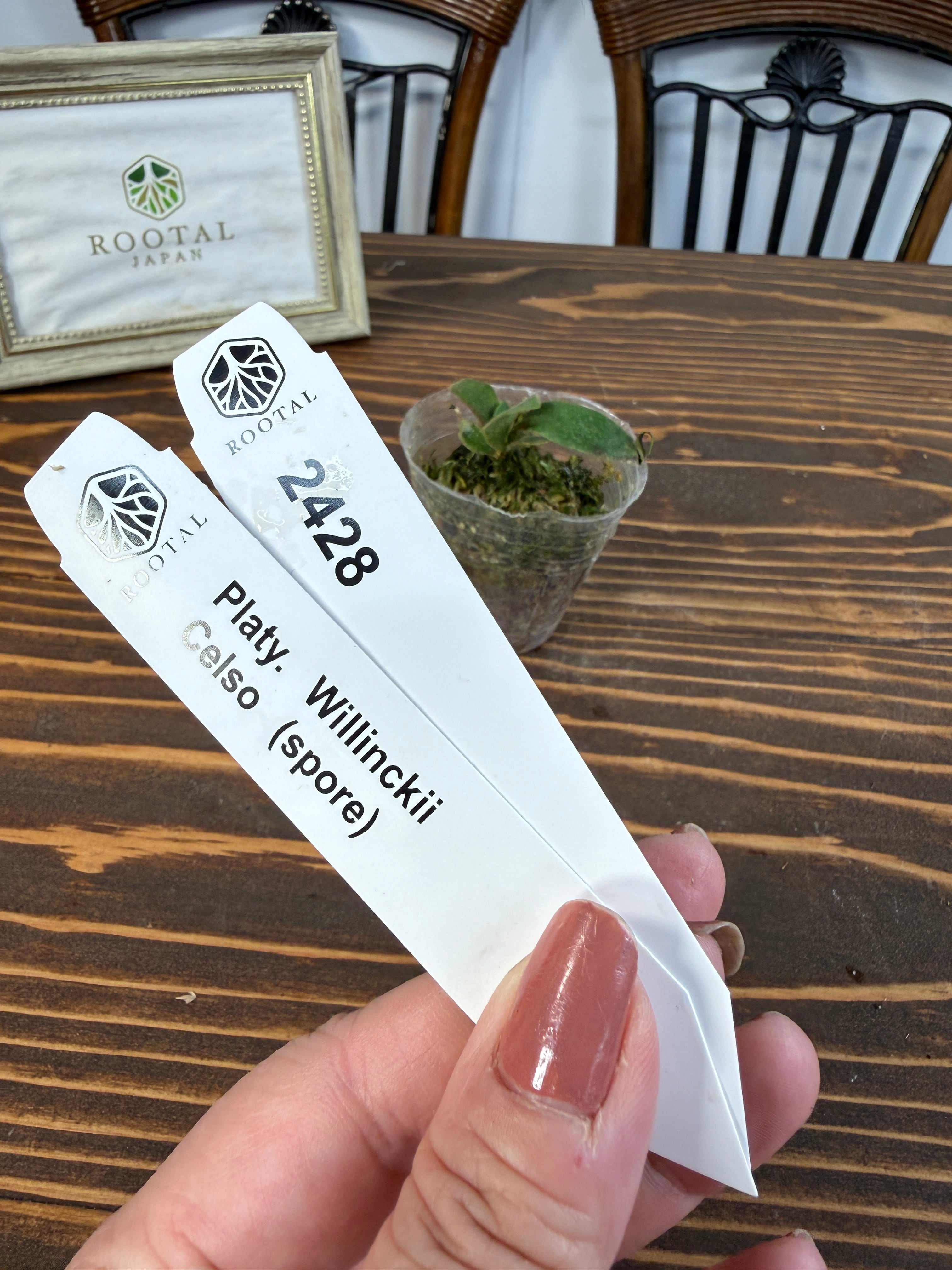 ★2428【繊細な分岐へ】ビカクシダ ウィリンキーセルソspore(2号ポット)