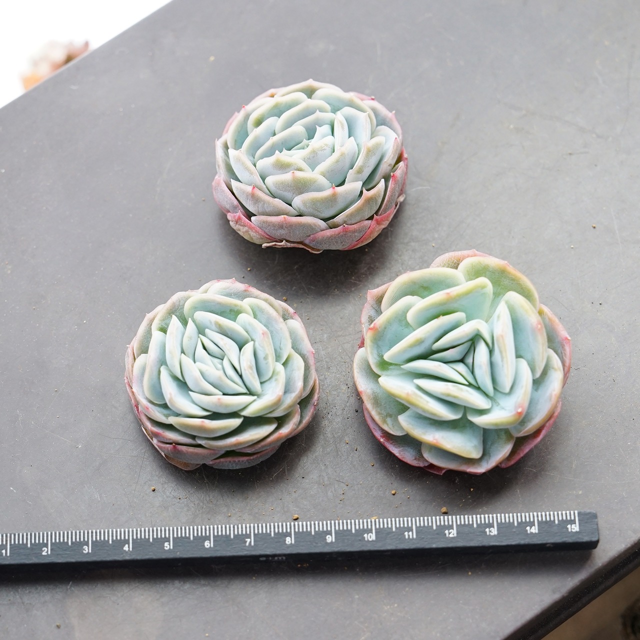 カット苗 ポトシナ Echeveria elegans 'Potosina'