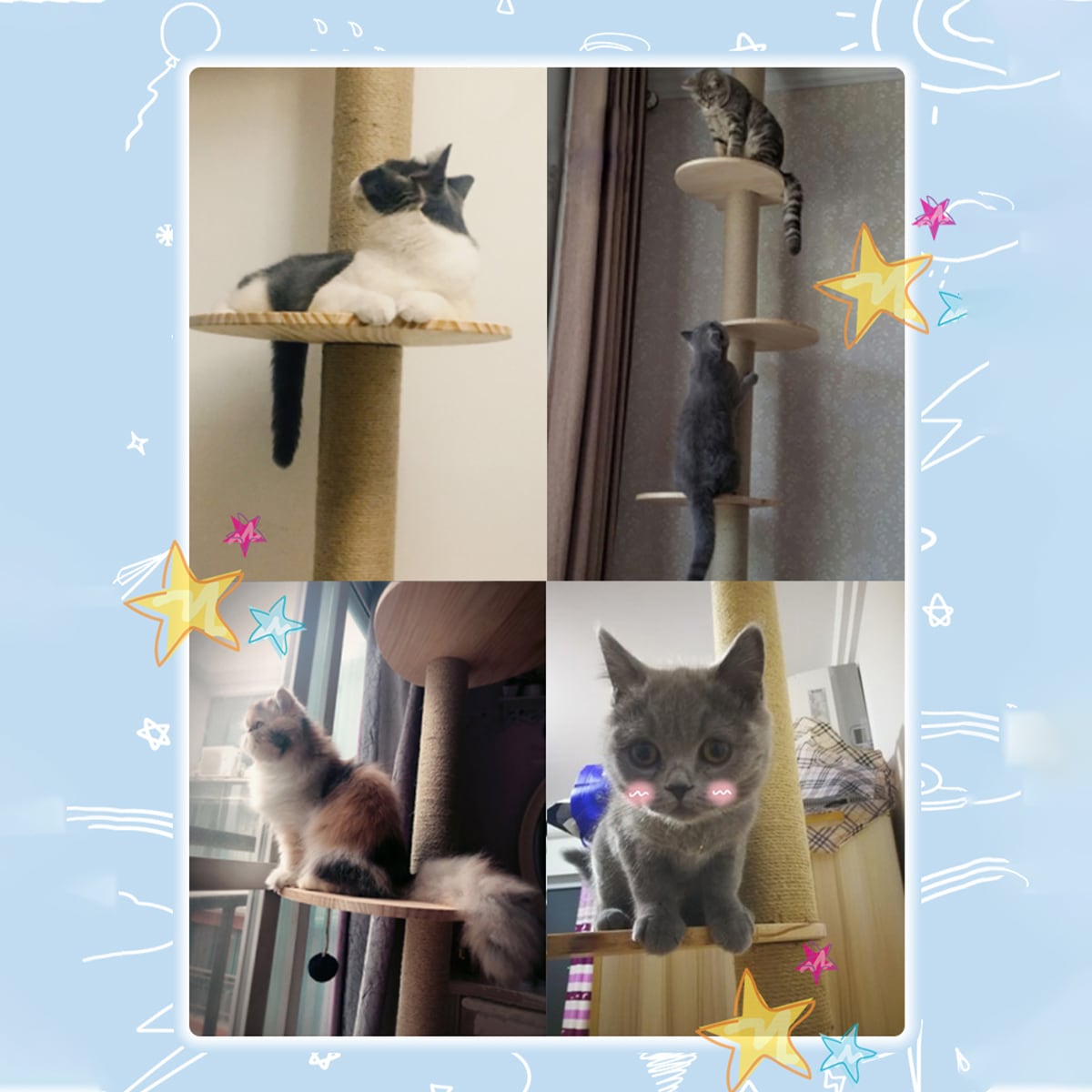 RAKU 木登りタワー 期間限定宇宙船ハンモック付き シングル キャットタワー 突っ張り 猫タワー 省スペース 高さ183~208cm&209~229cm&230~250cm&251~270cm四種類選択可 スリム 爪とぎ 全麻縄巻き 麻紐 おしゃれ 可愛い デザイン 運動不足解消 ストレス解消 リラックス RAKU 木登りタワー 期間限定宇宙船ハンモック付き シングル キャットタワー 突っ張り 猫タワー 省スペース 高さ183~208cm&209~229cm&230~250cm&251~270cm四種類選択可 スリム 爪とぎ 全麻縄巻き 麻紐 おしゃれ 可愛い デザイン 運動不足解消 ストレス解消 リラックス