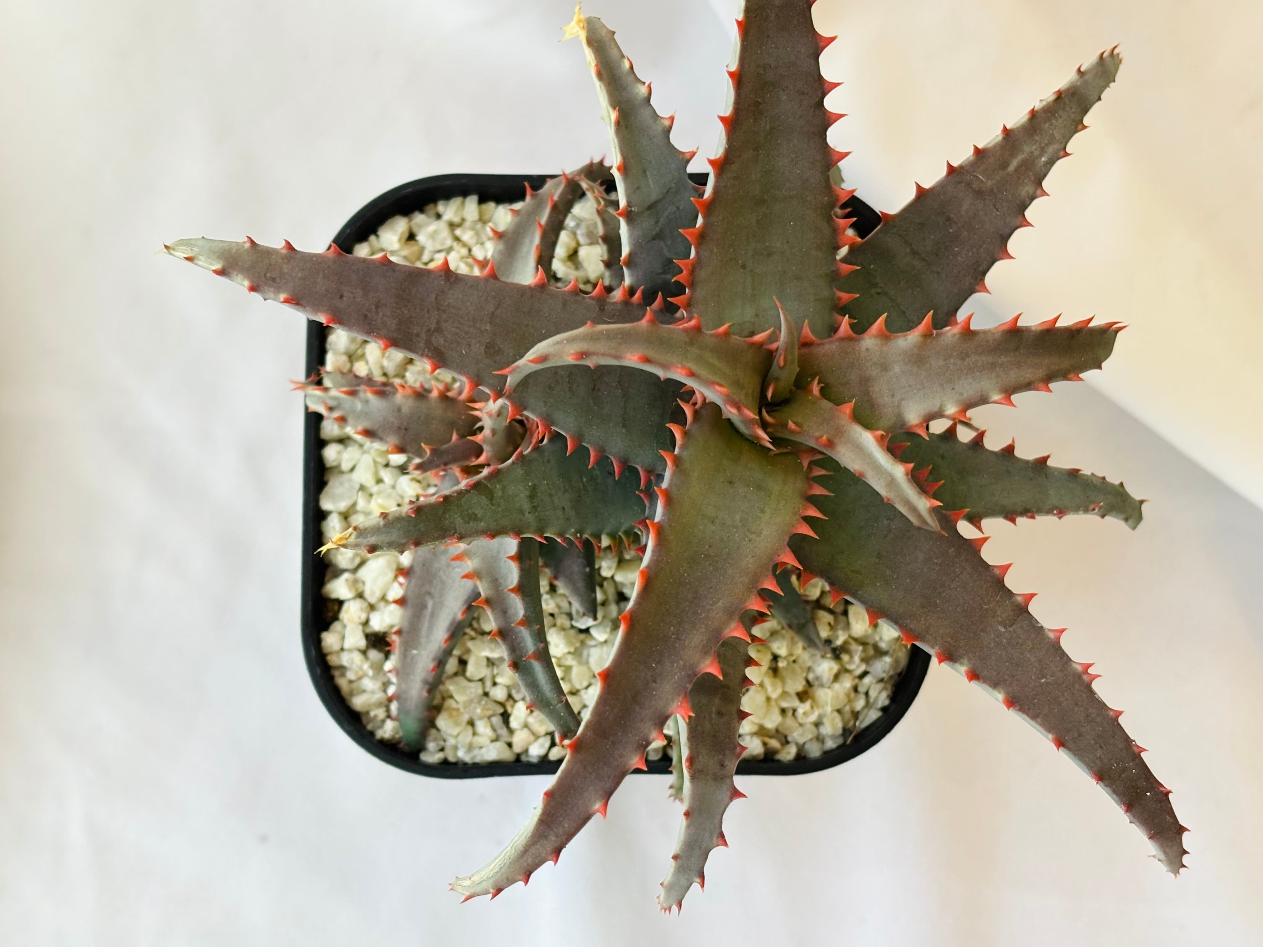 Aloe hybrid アロエ ハイブリッド 多肉植物 | plants MARU ーサボテン