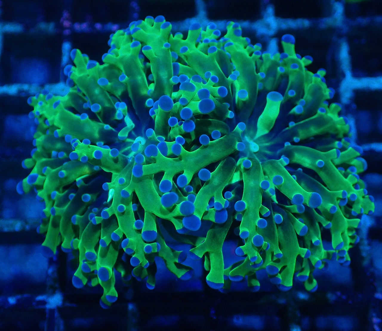 Paradivisa MettalicGreen