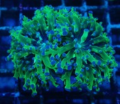 Paradivisa MettalicGreen
