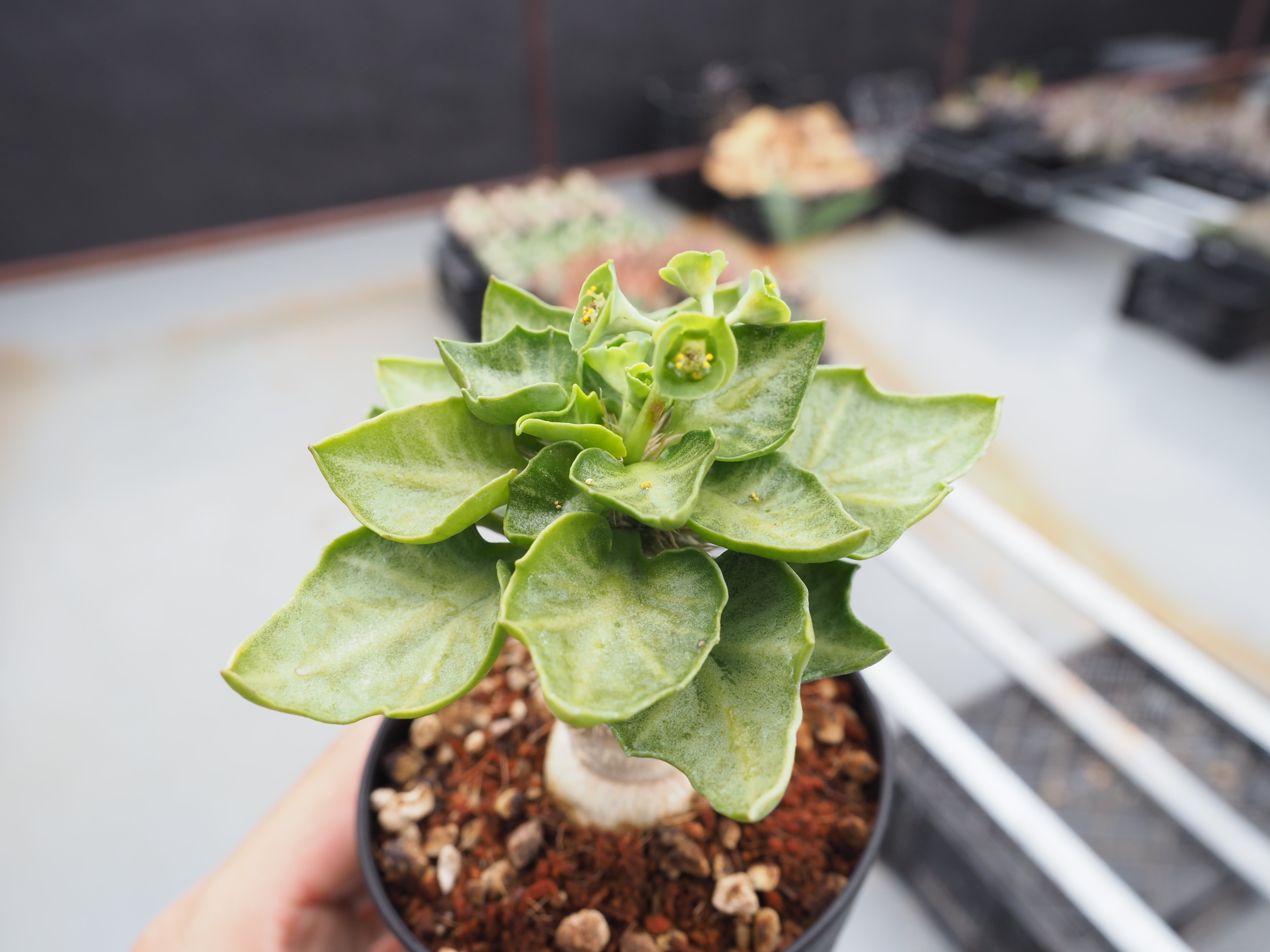 植物 | THE CORE