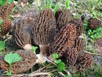 【乾燥/L】【春の茸】国産モリーユ/モレル/アミガサタケ/有機JAS認定/4.5-6cm/100g【即納】