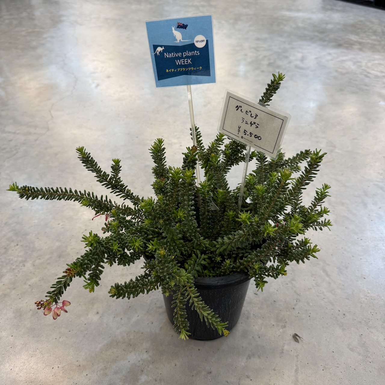 グレビレア　ラニゲラ【207】