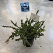 グレビレア ラニゲラ【207】