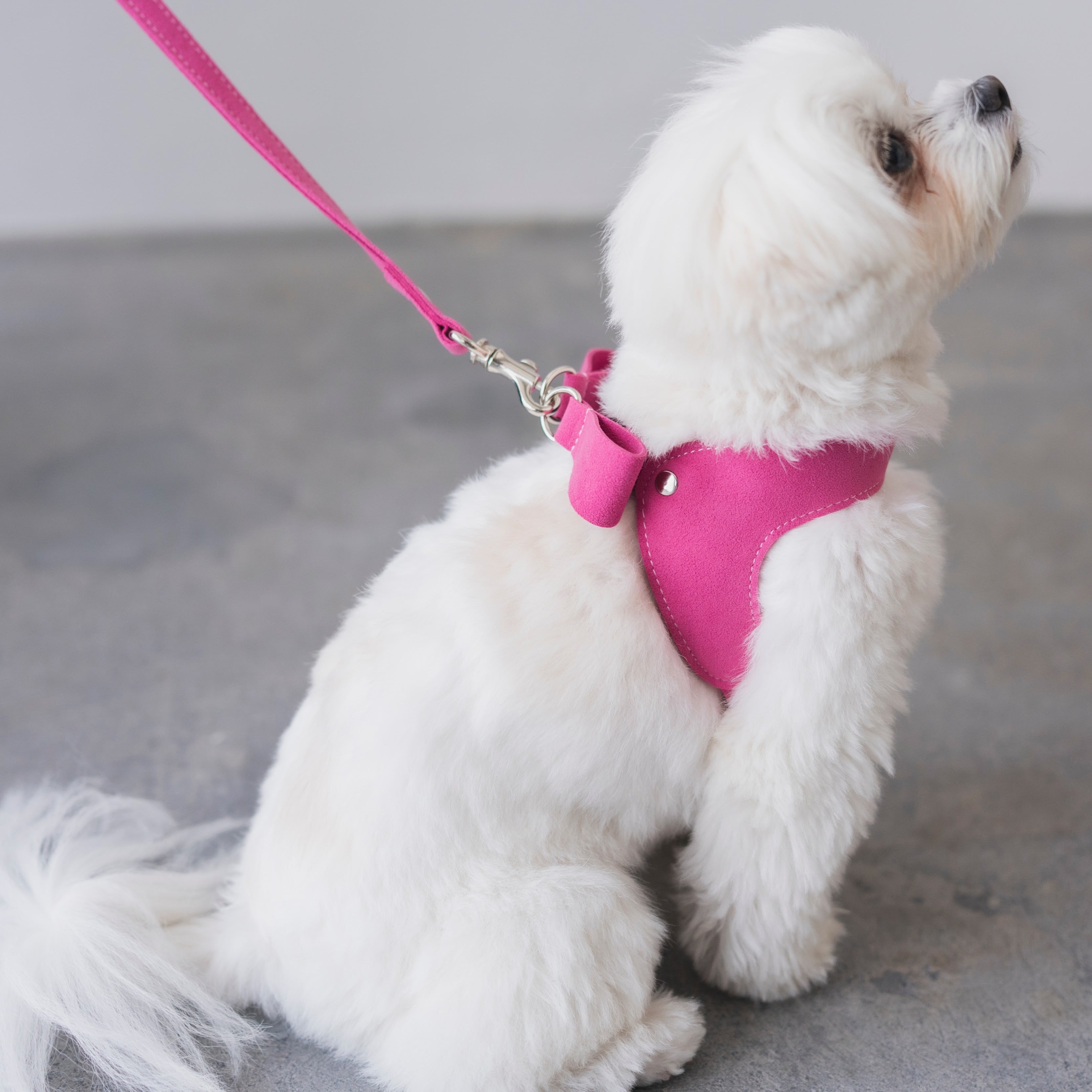 ミラリボンハーネス　リード付き Sサイズ予約］soph Milla Ribbon Harness 軽量バックリボンハーネス