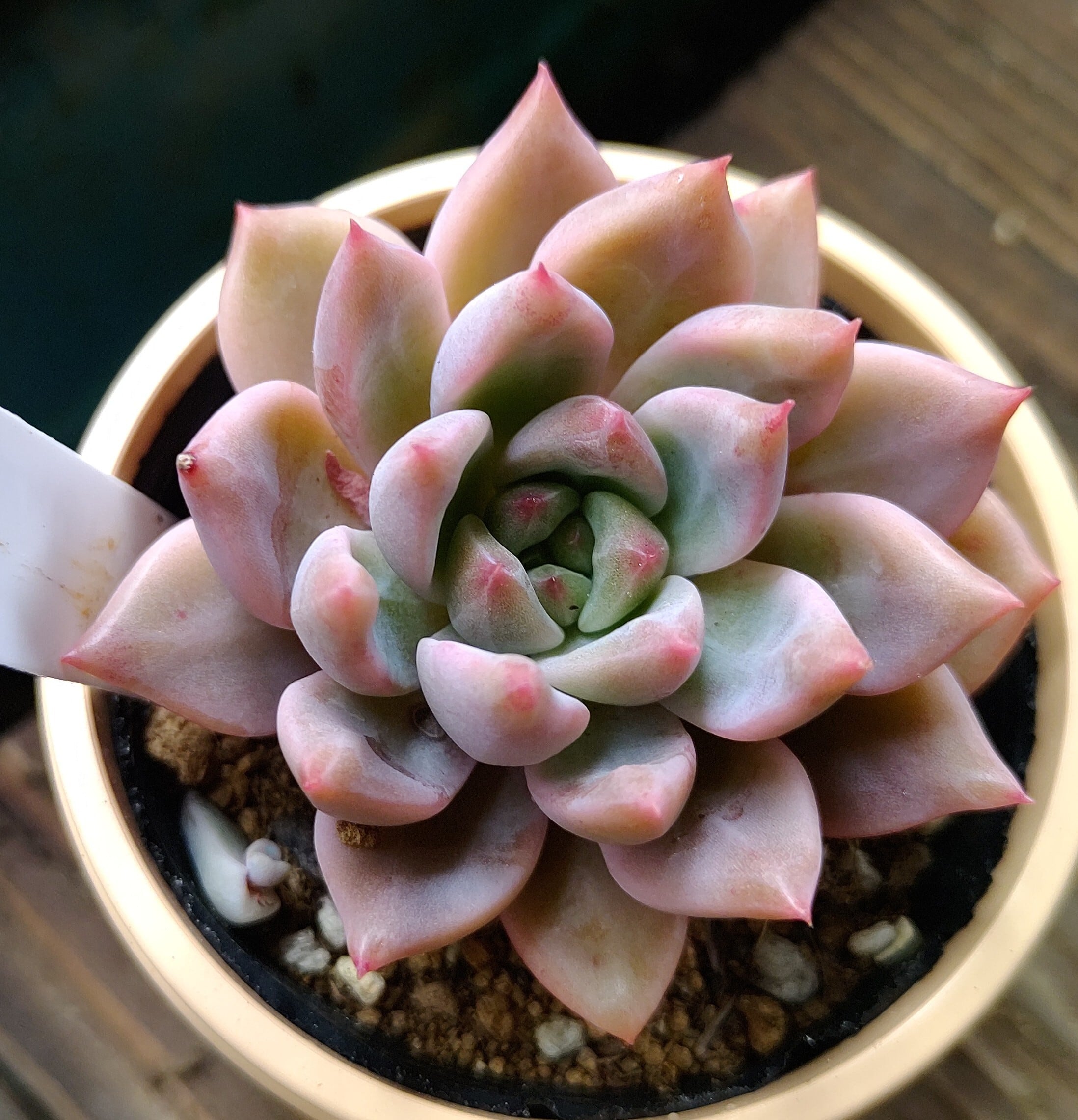 実生 プロリフィカxレッドエボニー 4カット⚠️札は付きません レッドエボニー×プロリフィカ | ❤️植物に心をトラレマシタ❤️