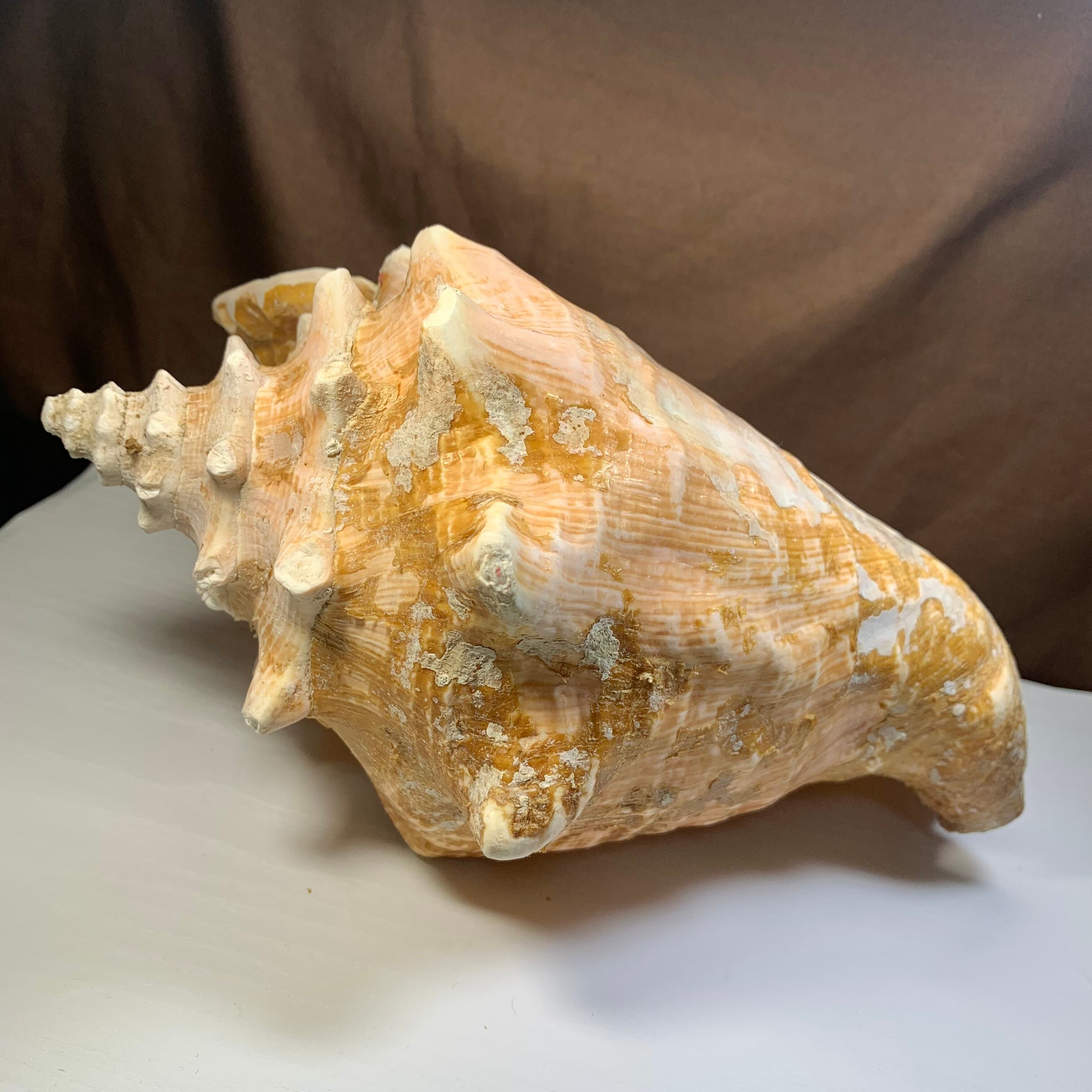 1.クイーンコンクシェル貝母・貝殻 | Naturaltreasure