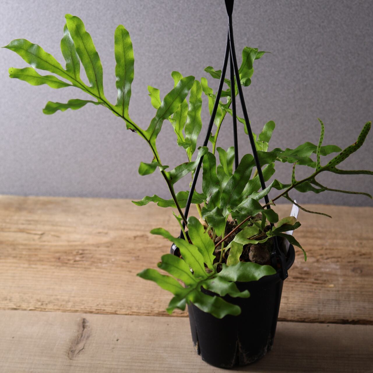394 塊茎の中に小さな森『レカノプテリス クルスタセア』観葉植物