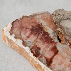 ペトリファイドウッド / スライス プレート【1】