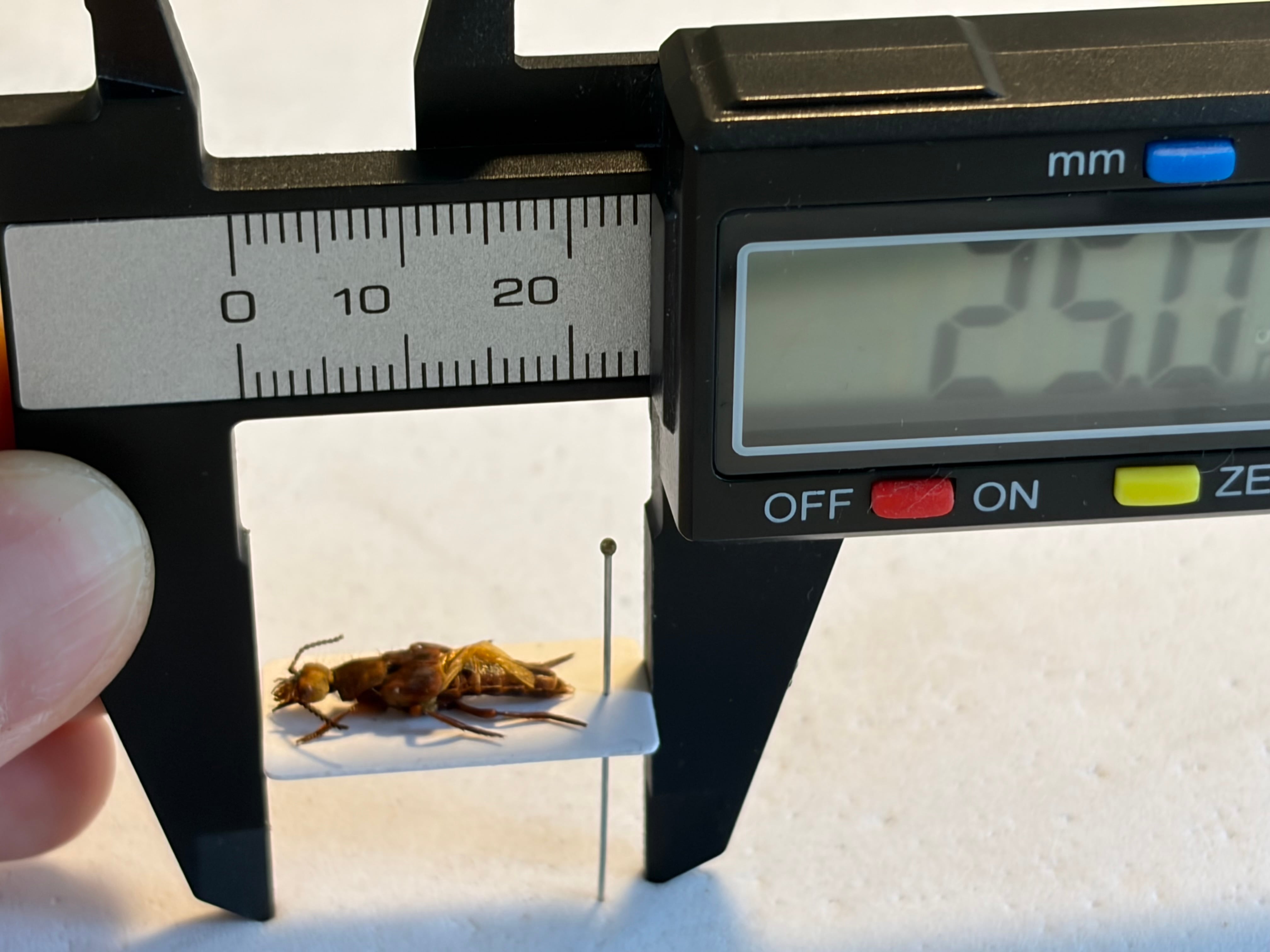 18mm】王冠を被ったクイーンの風格漂うハネカクシ 標本 ハンミョウ隠翅