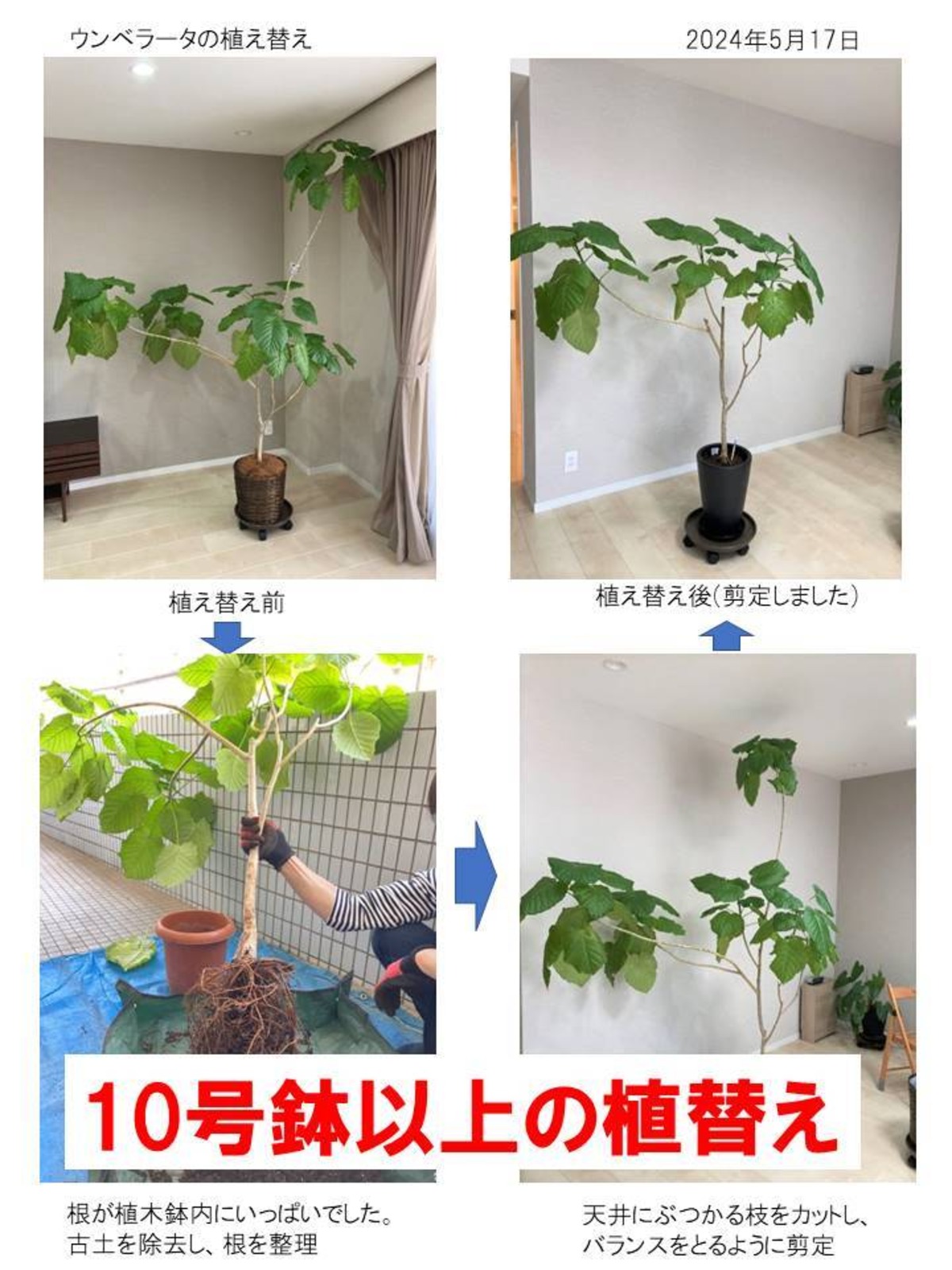 鉢植え 観葉植物の植替え 10号～14号鉢までの 地域限定サービス | 趣味 