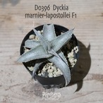 【抜き苗送料無料】marnier-lapostollei F1〔ディッキア〕現品発送D0396