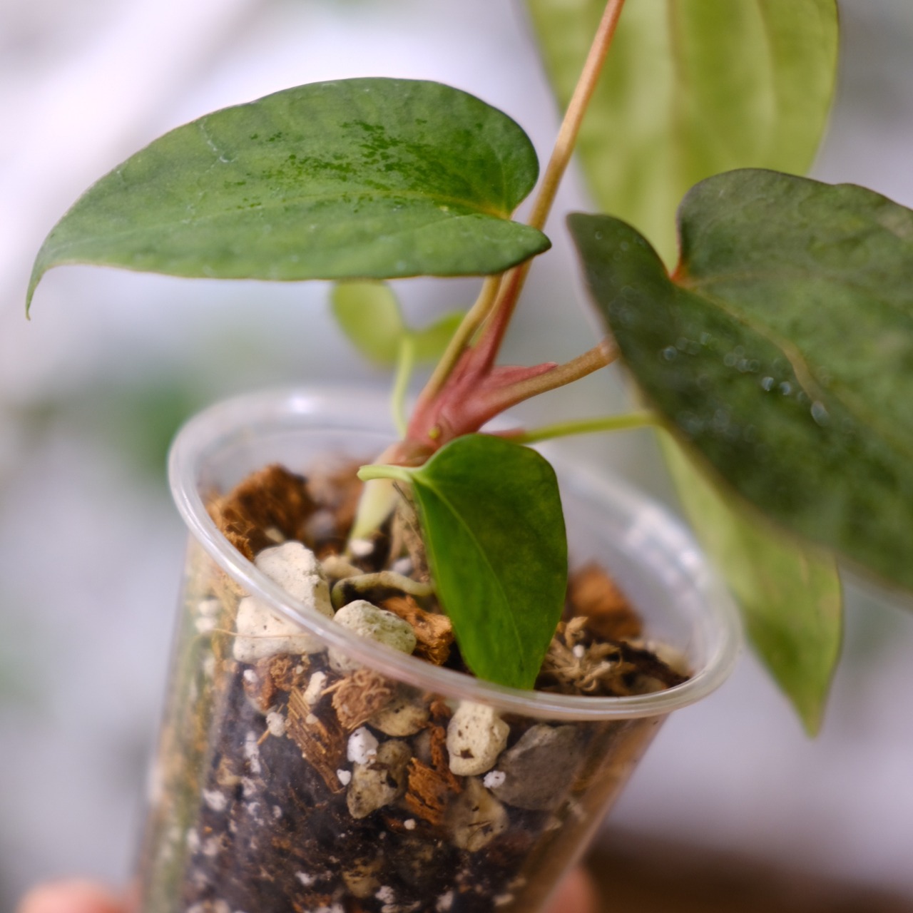 アンスリウム・ミシェル × エースオブスペード / Anthurium 'Michelle'× A. Ace of Spade│観葉植物