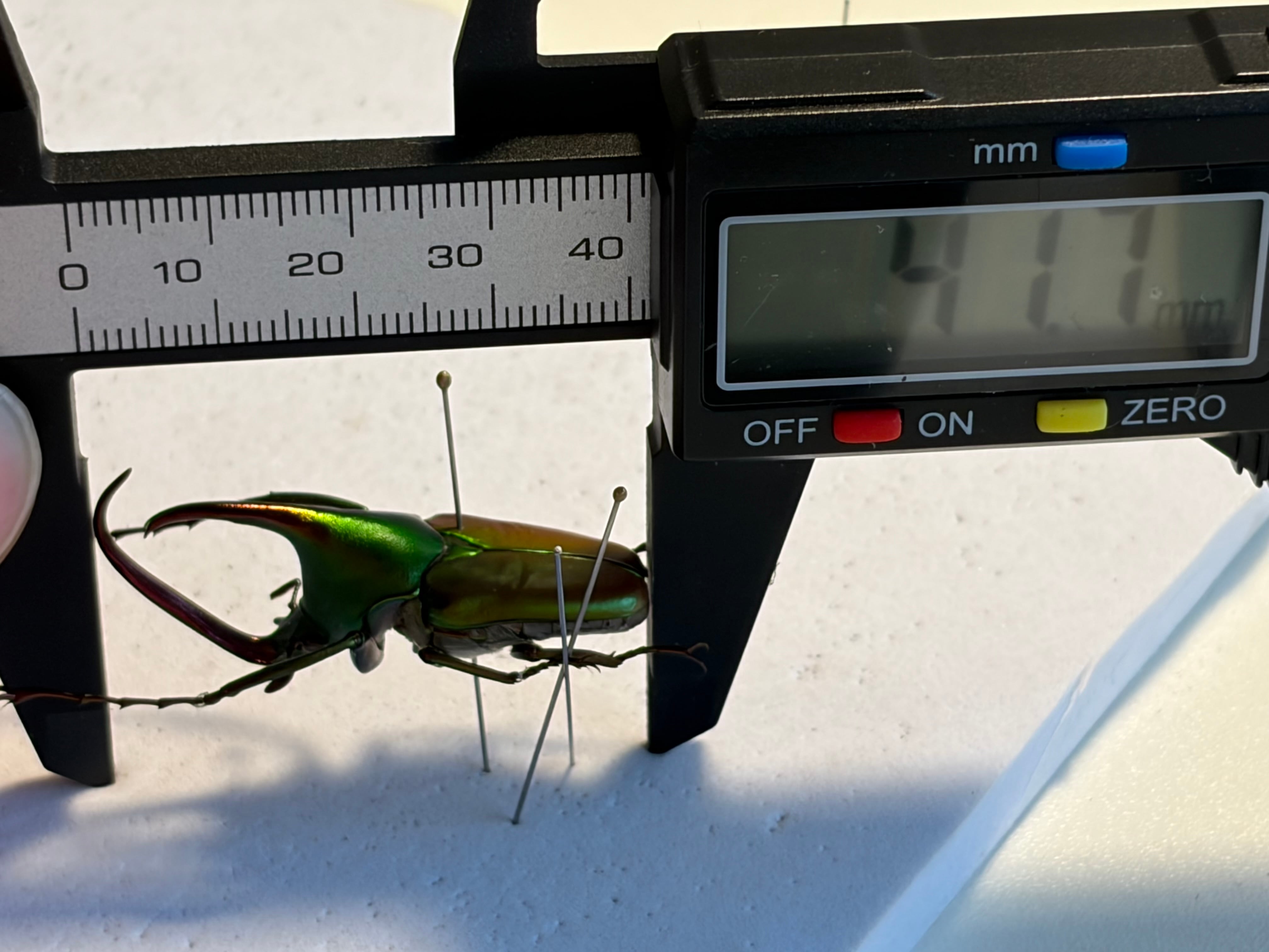 41mm】アントアンカブトハナムグリ 標本 | オモニキチュウ