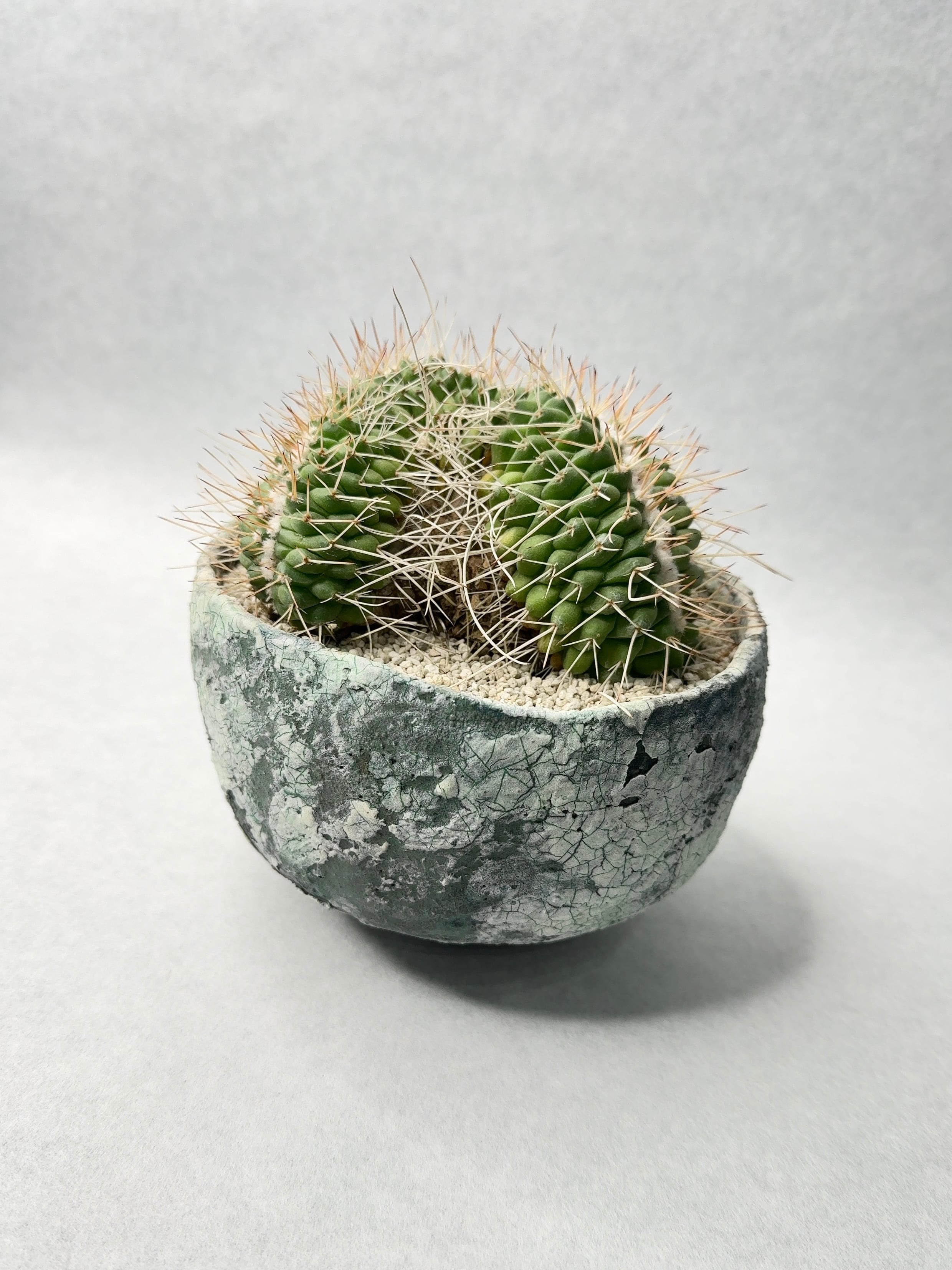 マミラリア・白竜丸綴化 | trigger