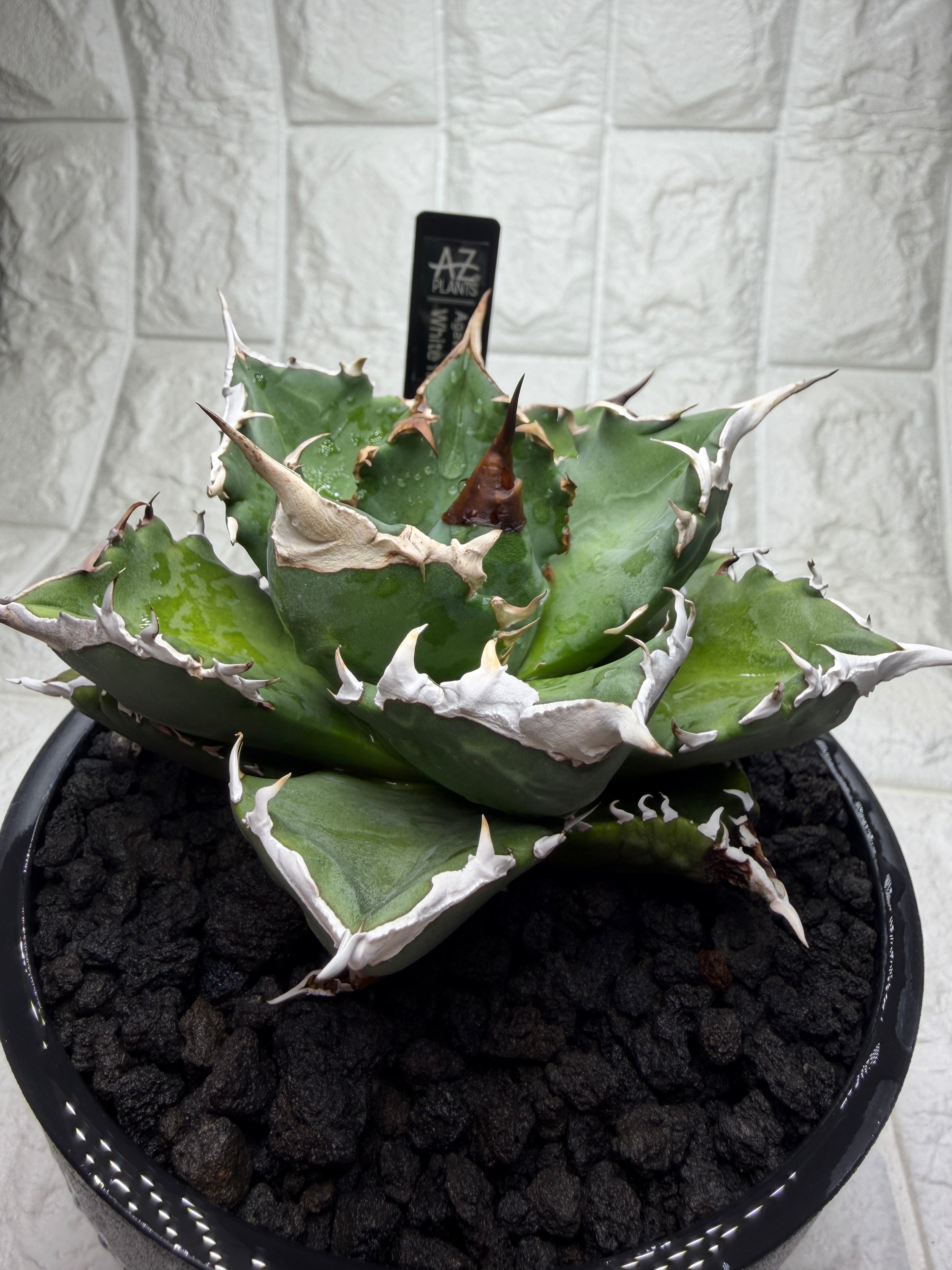 Oaxaca seedling「オアハカ実生」アガベ Agave | AZ.PLANTS