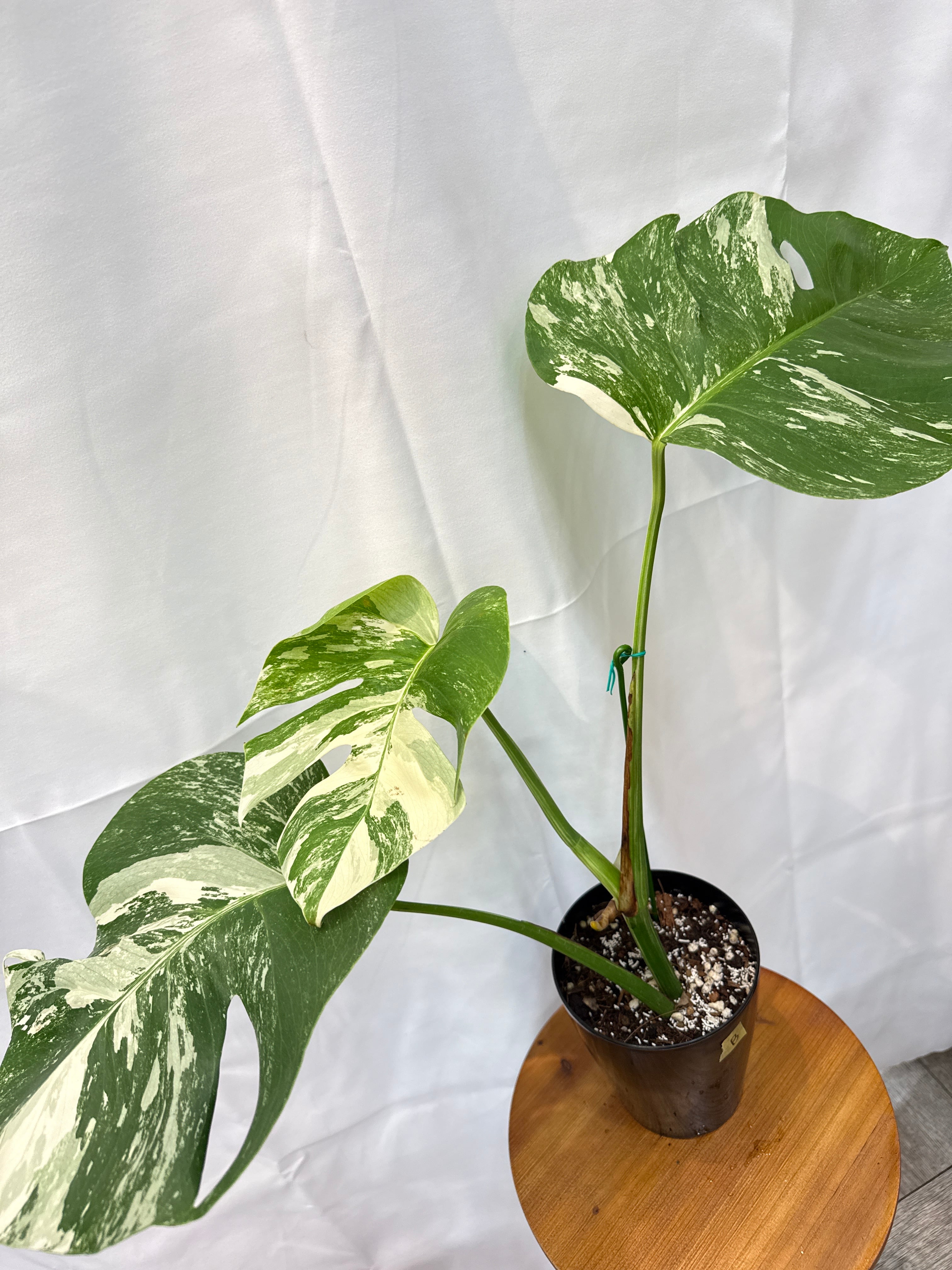 B) モンステラ ボルシギアナ アルボ バリエガータ