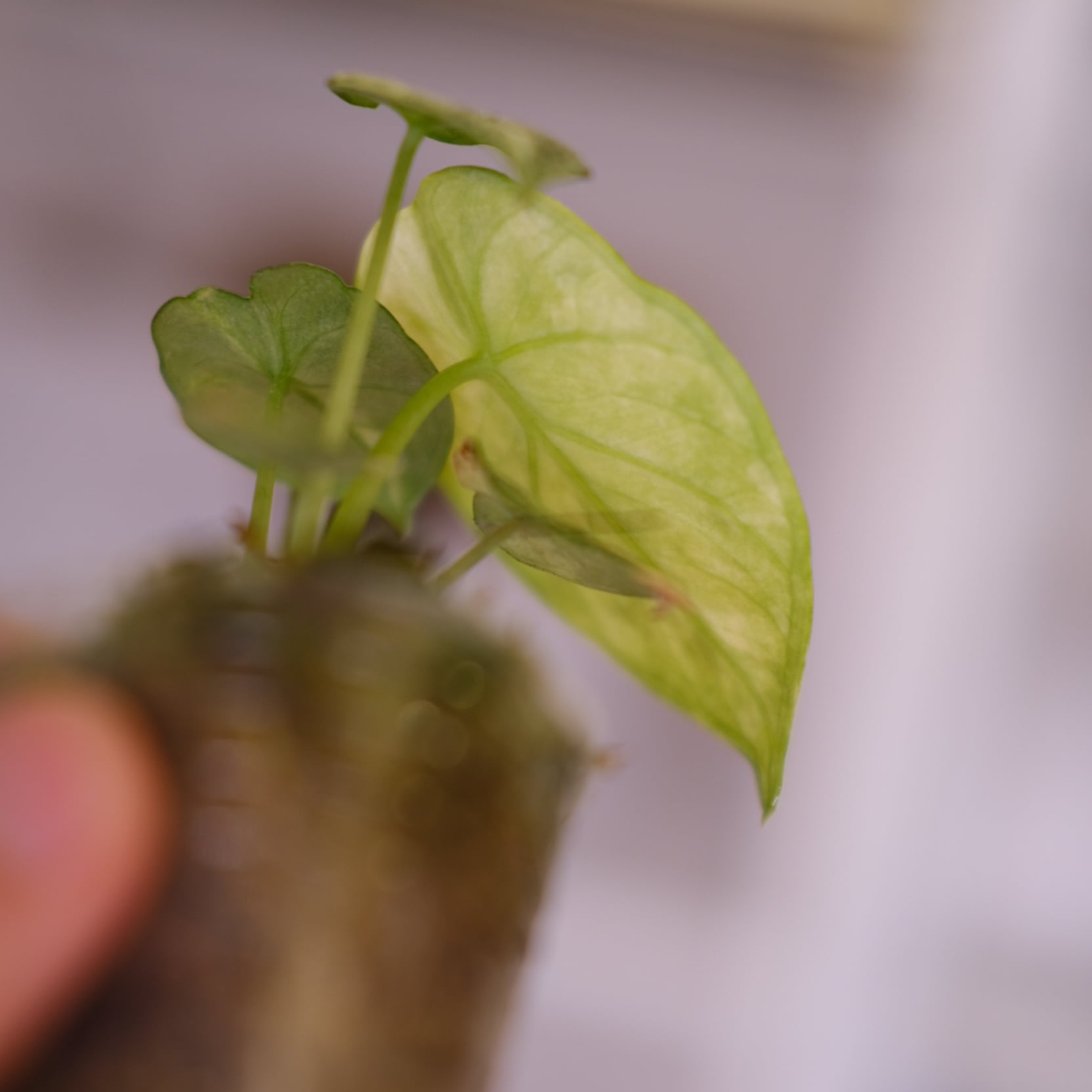 アロカシア ニンジャ 斑入り 斑入りのアロカシア・ニンジャ？ : r/alocasia